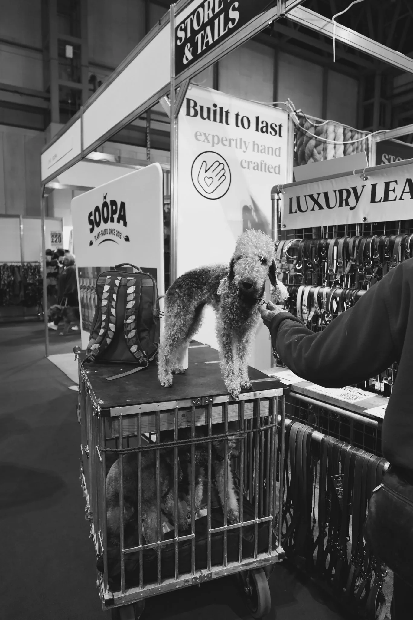 Crufts Day 2, Hound Dog, NEC Birmingham, Kennel Club -92.jpg