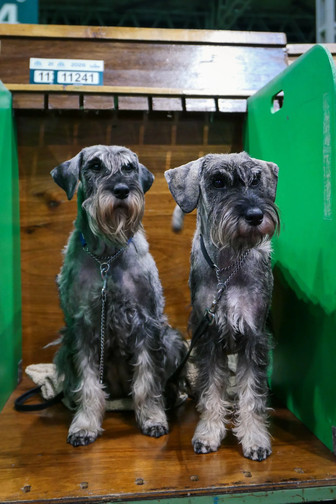 Crufts Day 2, Hound Dog, NEC Birmingham, Kennel Club -82.jpg