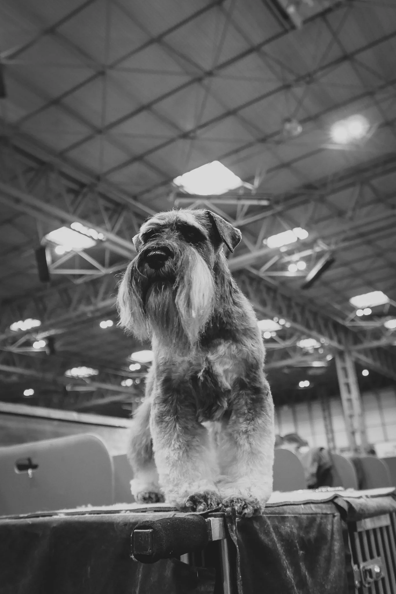 Crufts Day 2, Hound Dog, NEC Birmingham, Kennel Club -86.jpg