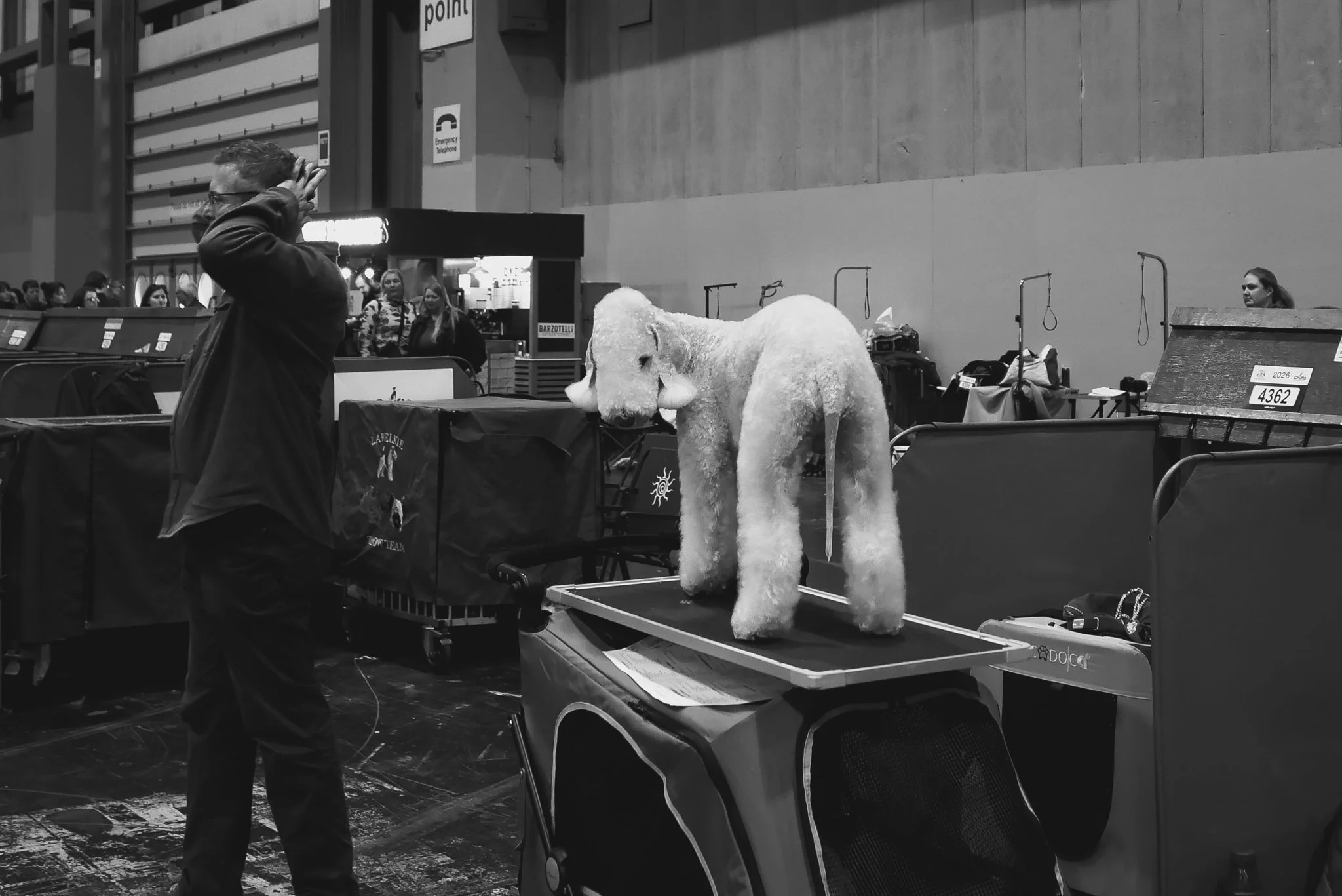 Crufts Day 2, Hound Dog, NEC Birmingham, Kennel Club -2.jpg