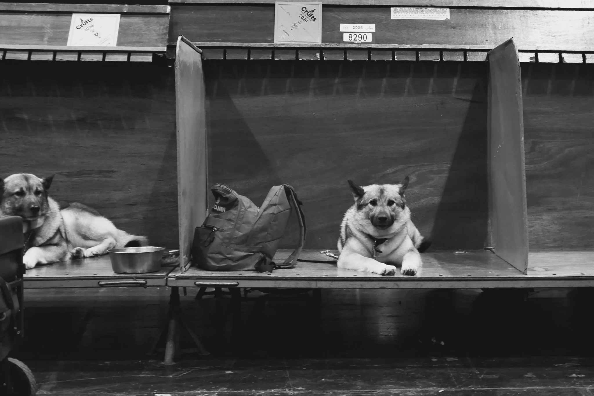 Crufts Day 2, Hound Dog, NEC Birmingham, Kennel Club -11.jpg