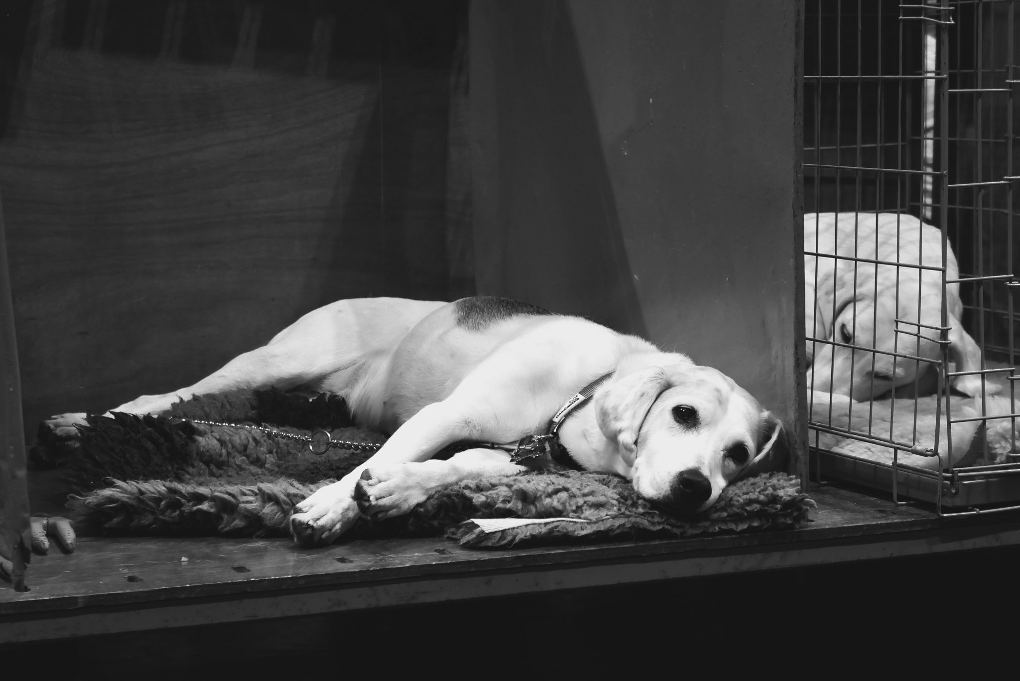 Crufts Day 2, Hound Dog, NEC Birmingham, Kennel Club -17.jpg