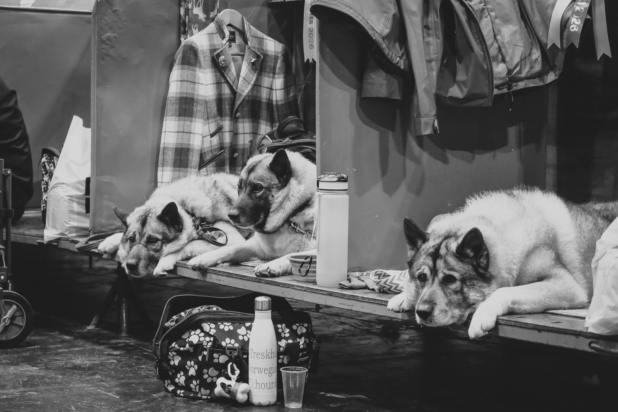 Crufts Day 2, Hound Dog, NEC Birmingham, Kennel Club -33.jpg