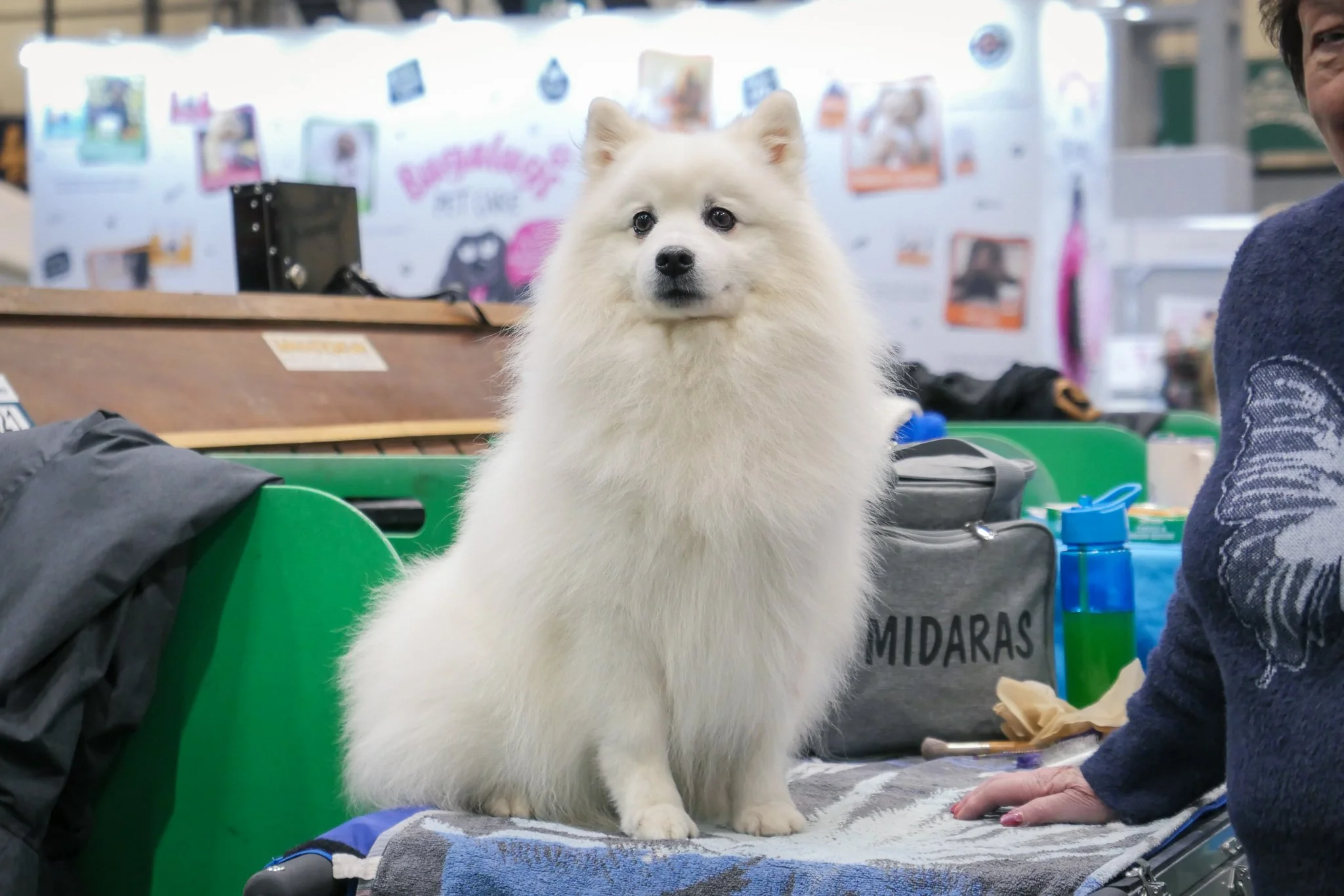 Crufts Day 2, Hound Dog, NEC Birmingham, Kennel Club -51.jpg