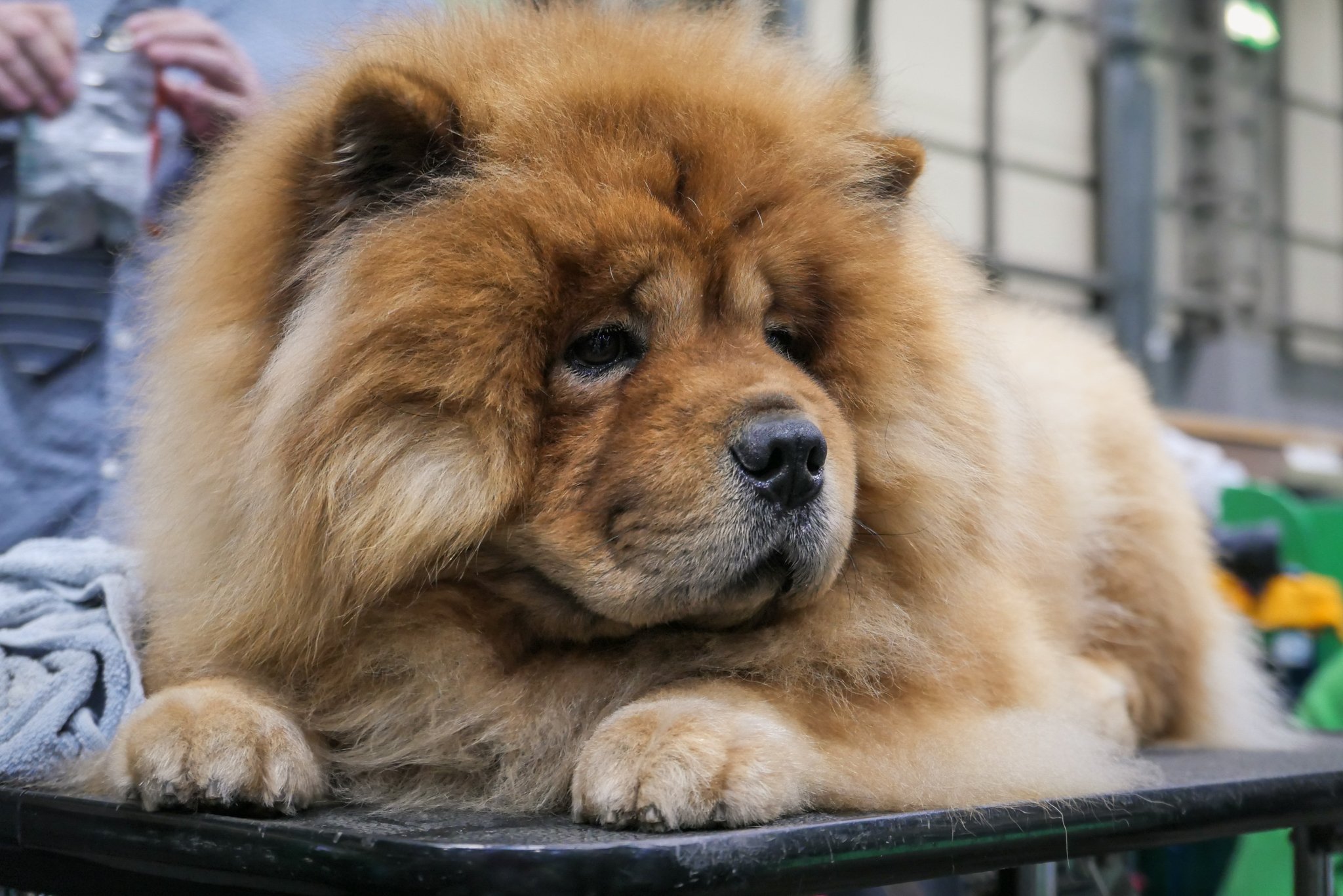 Crufts Day 2, Hound Dog, NEC Birmingham, Kennel Club -59.jpg