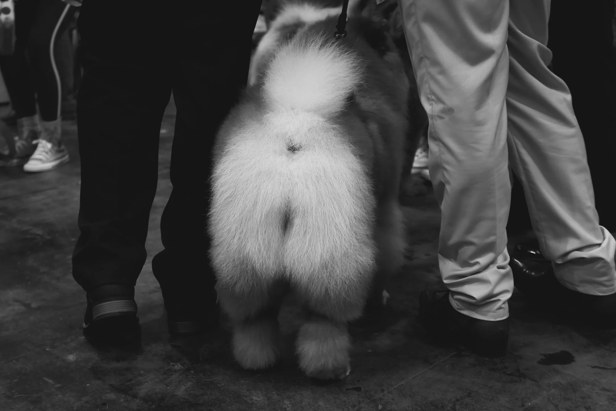 Crufts Day 2, Hound Dog, NEC Birmingham, Kennel Club -65.jpg