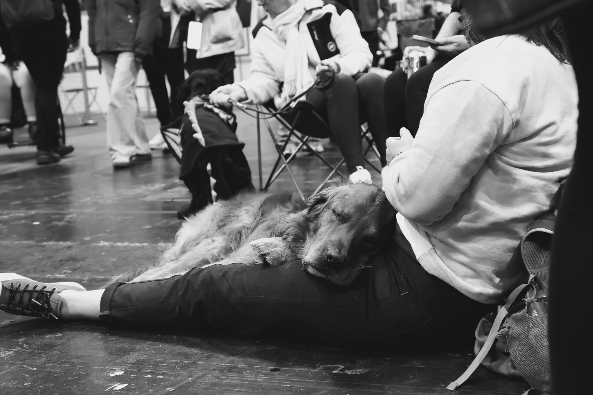 Crufts Day 2, Hound Dog, NEC Birmingham, Kennel Club -8.jpg