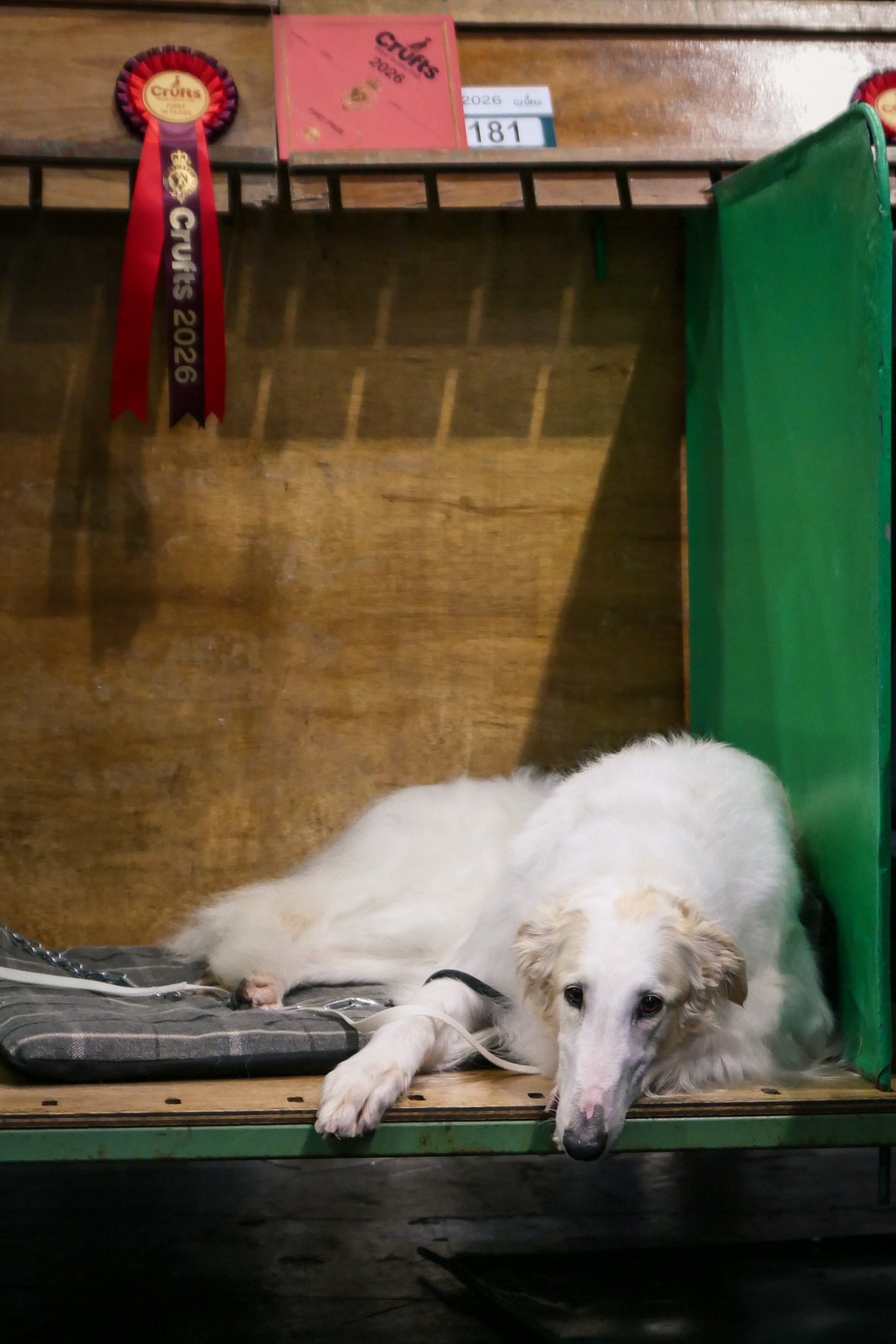 Crufts Day 2, Hound Dog, NEC Birmingham, Kennel Club -28.jpg