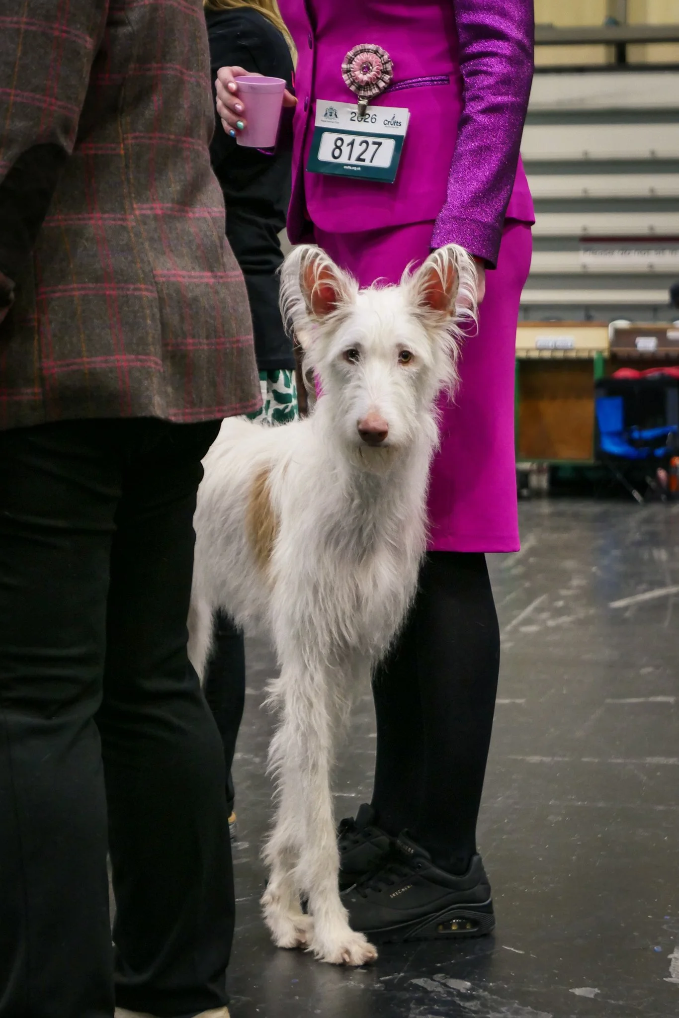 Crufts Day 2, Hound Dog, NEC Birmingham, Kennel Club -25.jpg