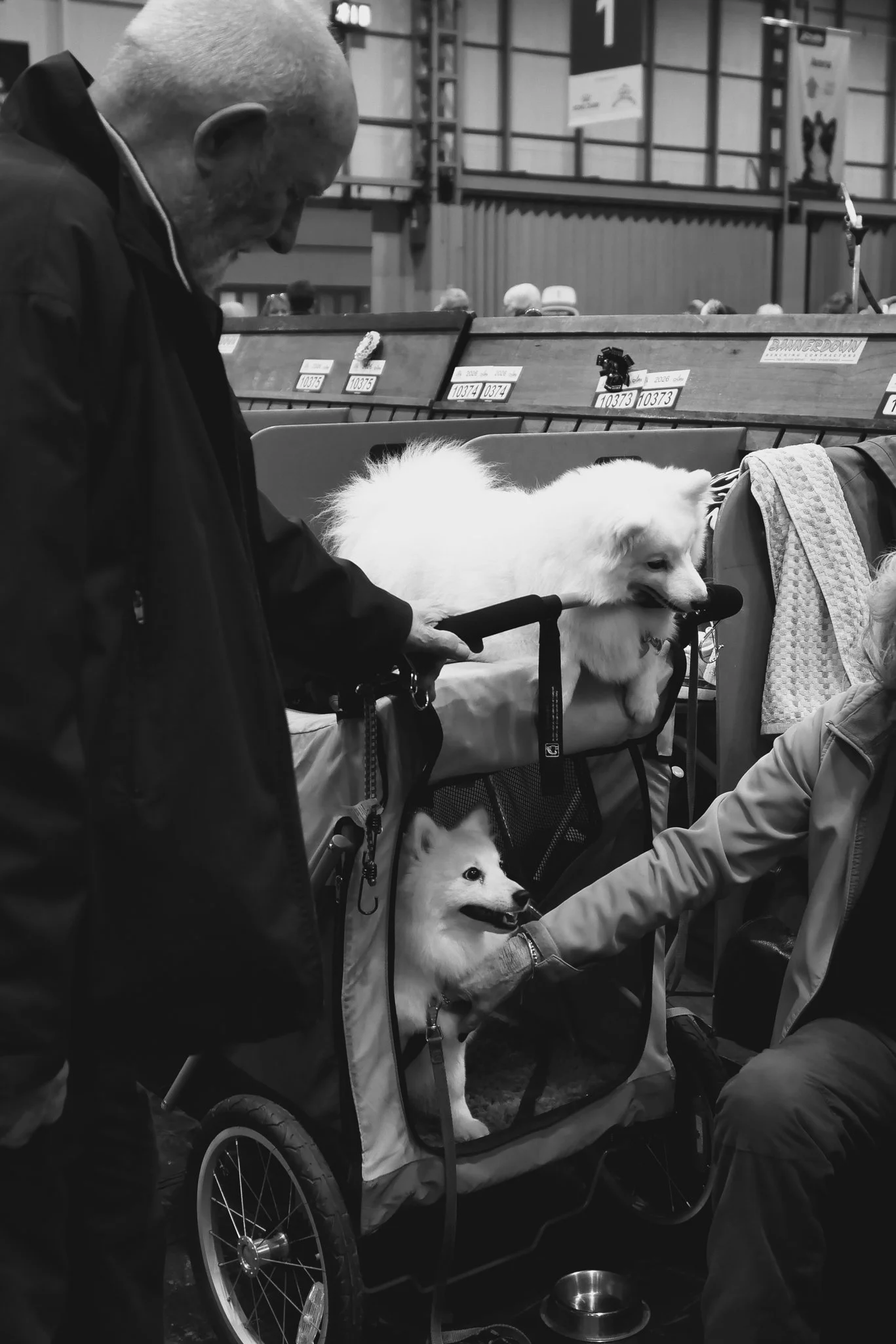 Crufts Day 2, Hound Dog, NEC Birmingham, Kennel Club -47.jpg