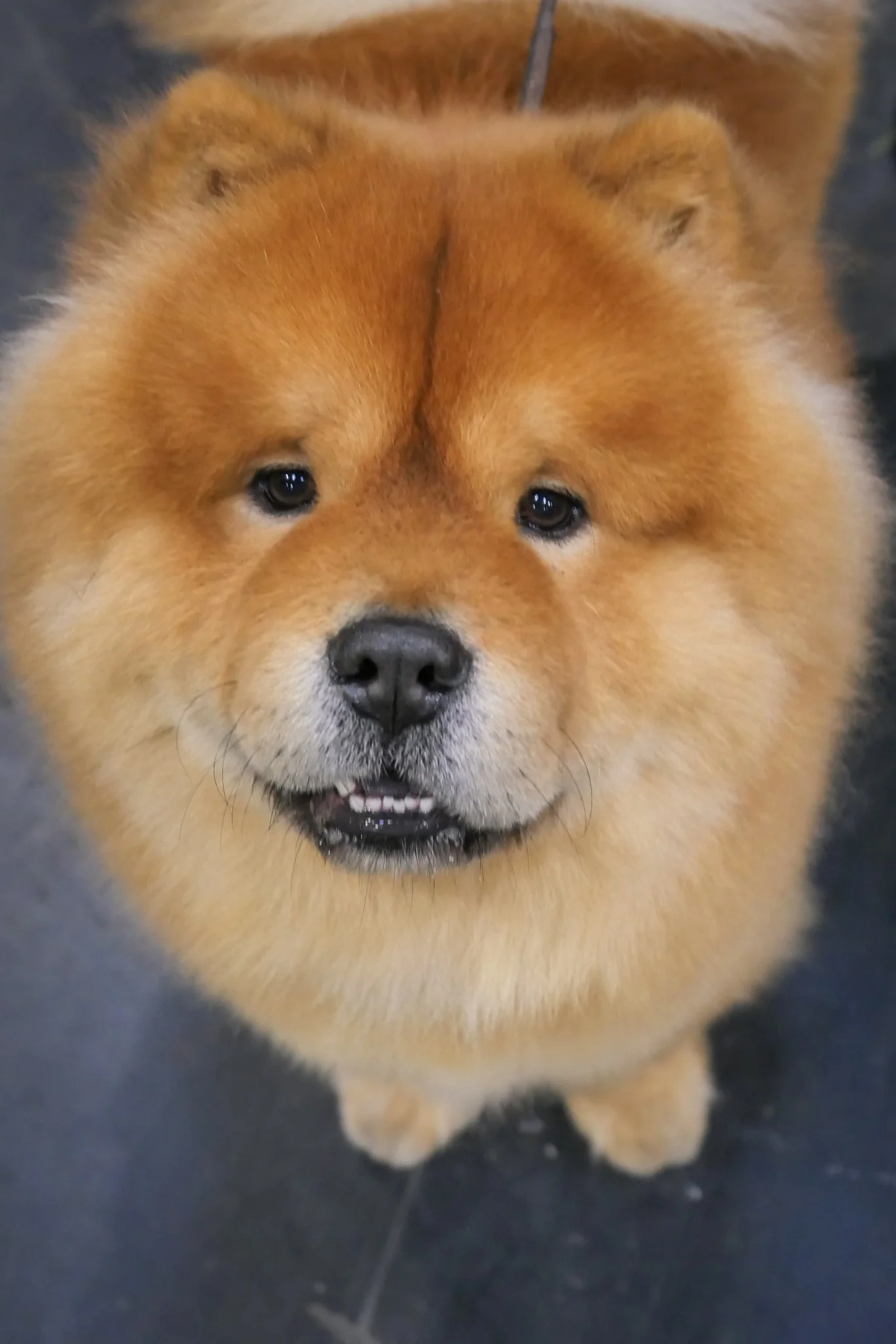 Crufts Day 2, Hound Dog, NEC Birmingham, Kennel Club -57.jpg