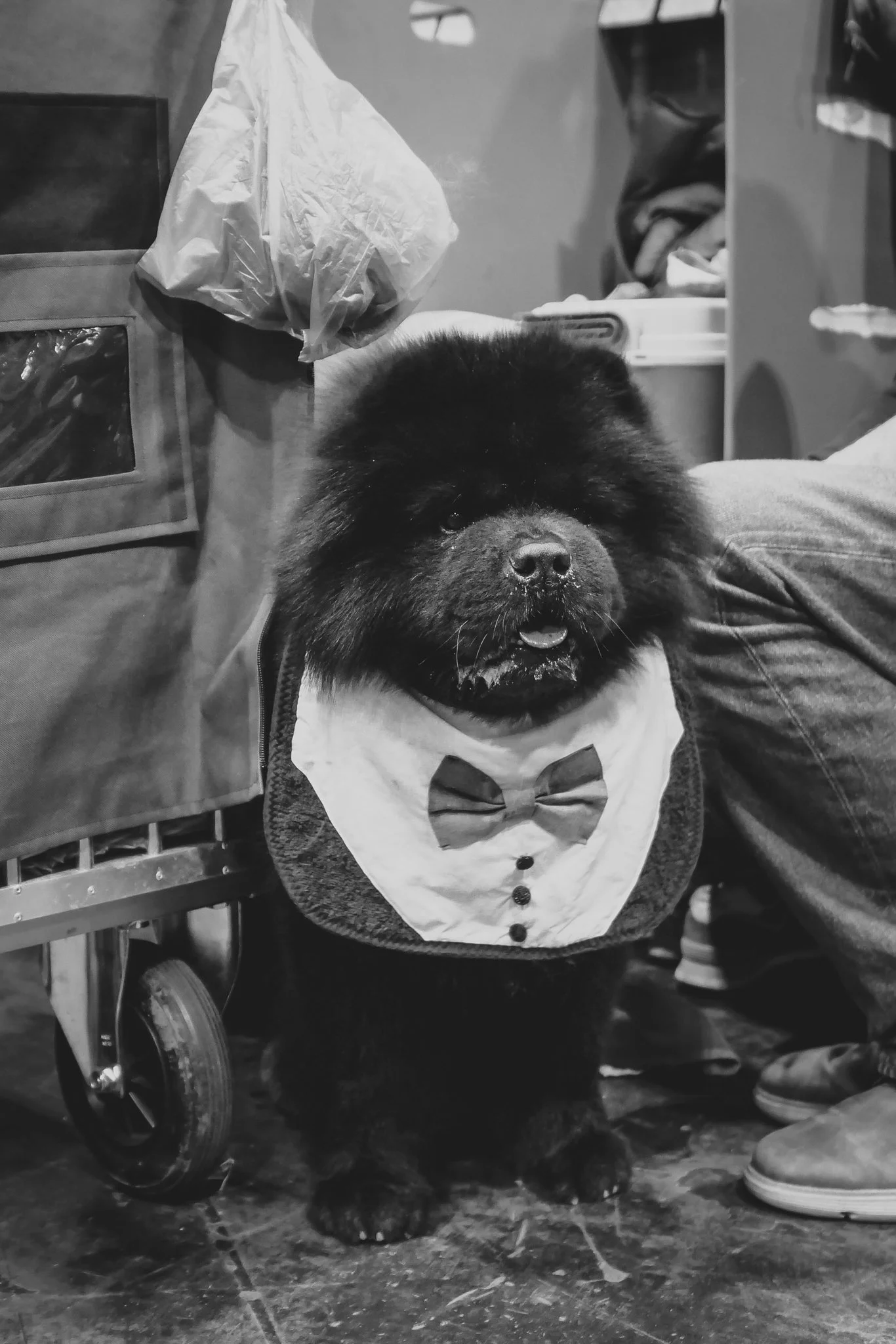 Crufts Day 2, Hound Dog, NEC Birmingham, Kennel Club -61.jpg