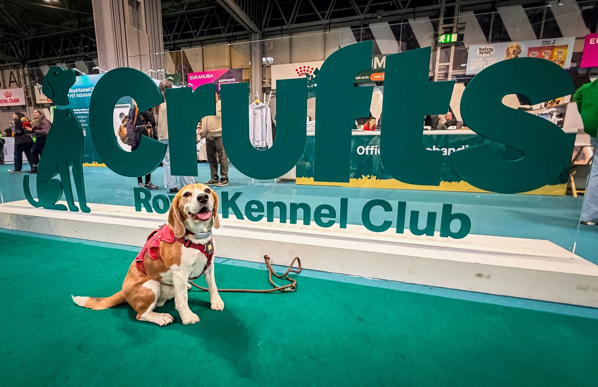As Archie went to Crufts 