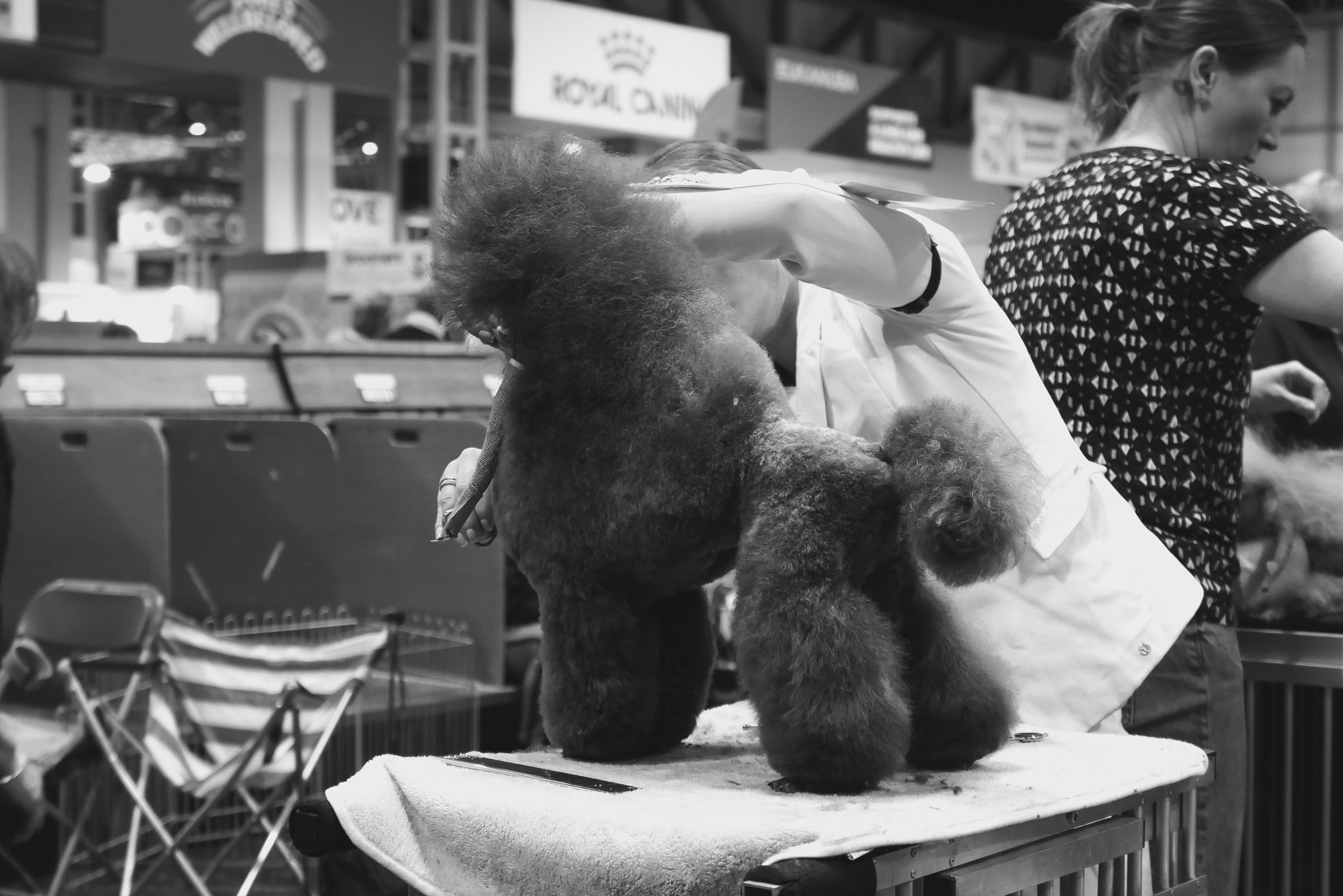 Crufts Day 2, Toy Dog, NEC Birmingham, Kennel Club -3.jpg