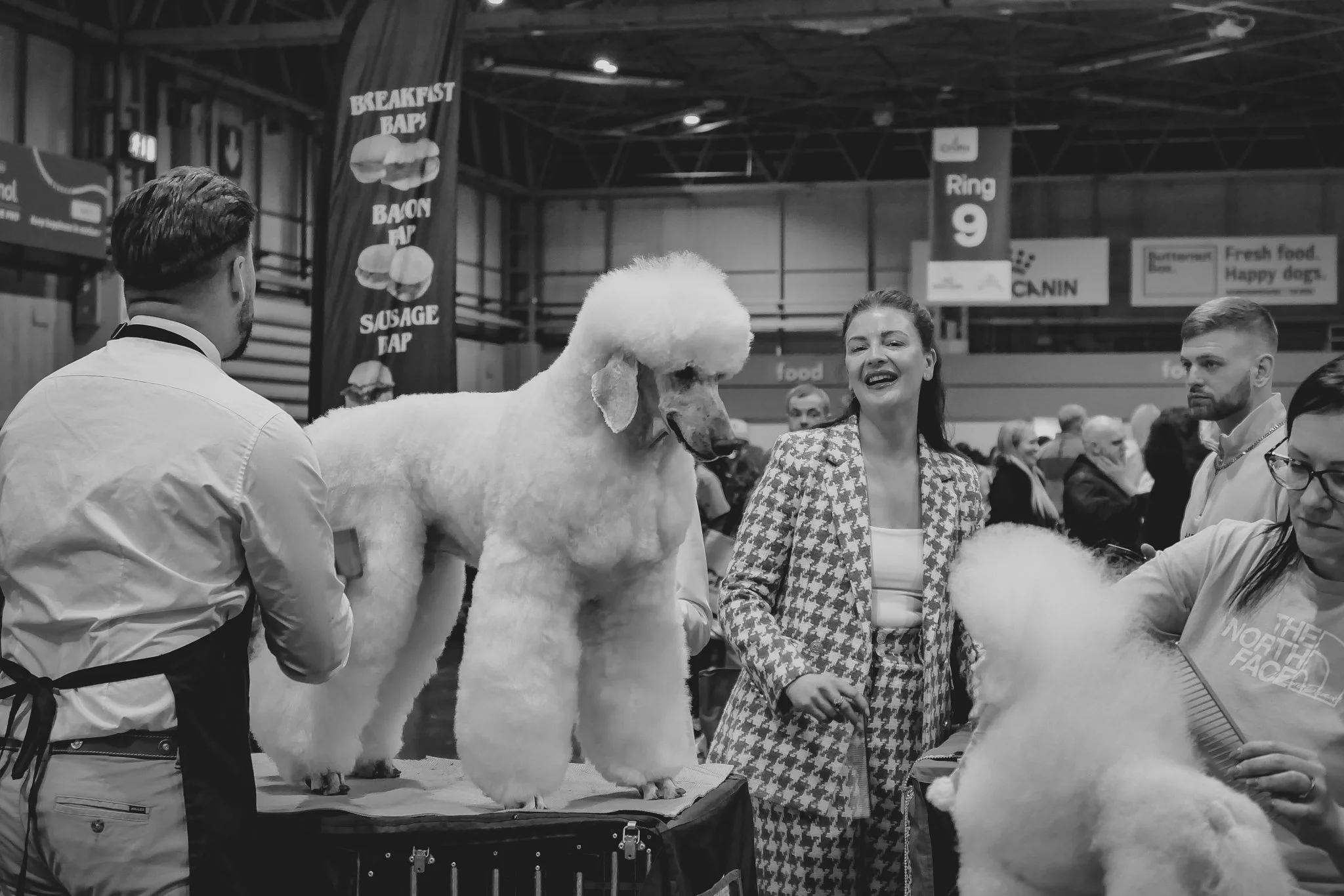 Crufts Day 2, Toy Dog, NEC Birmingham, Kennel Club -12.jpg