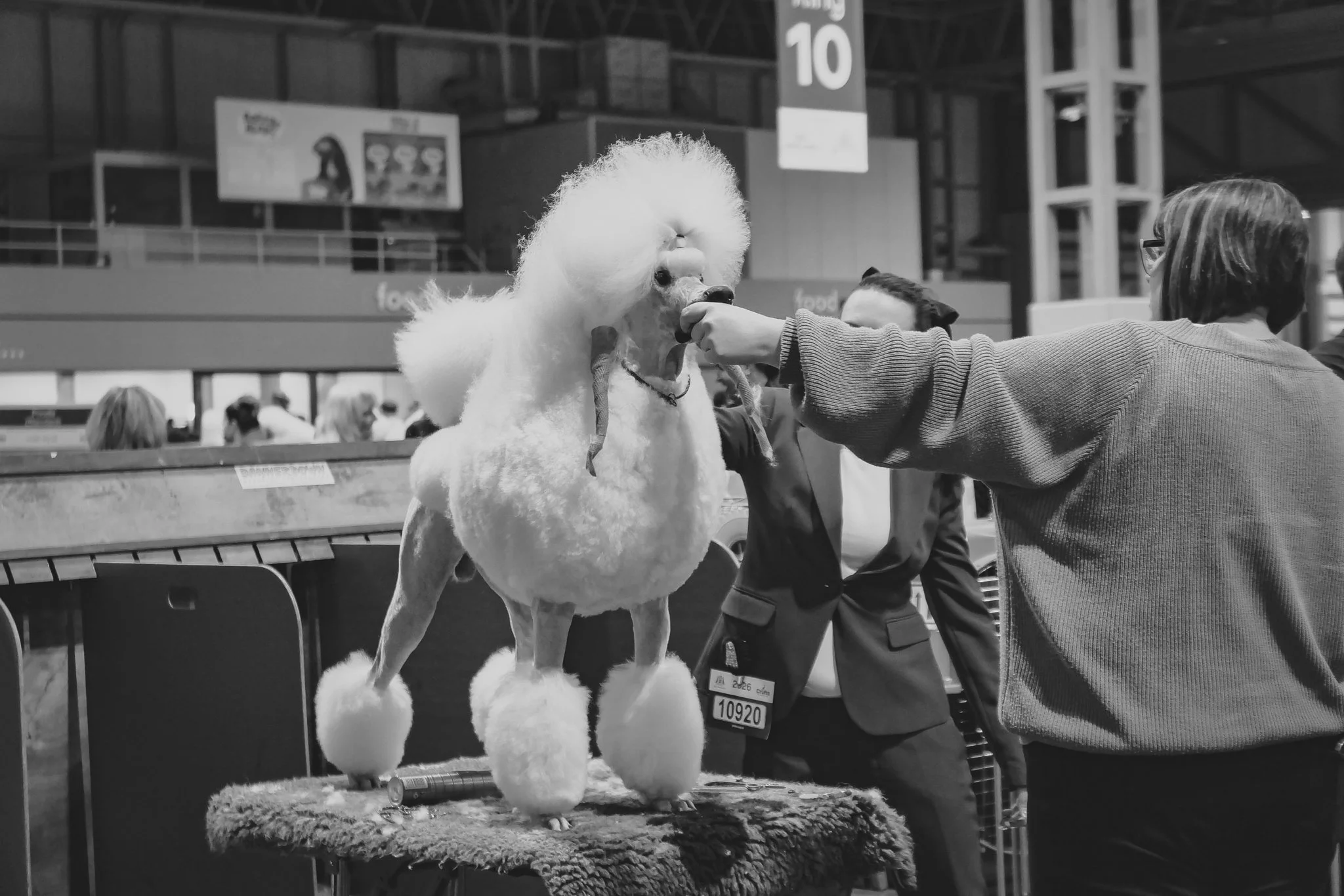 Crufts Day 2, Toy Dog, NEC Birmingham, Kennel Club -14.jpg