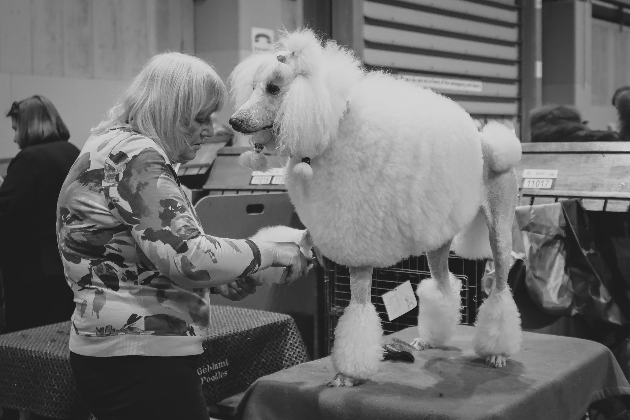 Crufts Day 2, Toy Dog, NEC Birmingham, Kennel Club -22.jpg