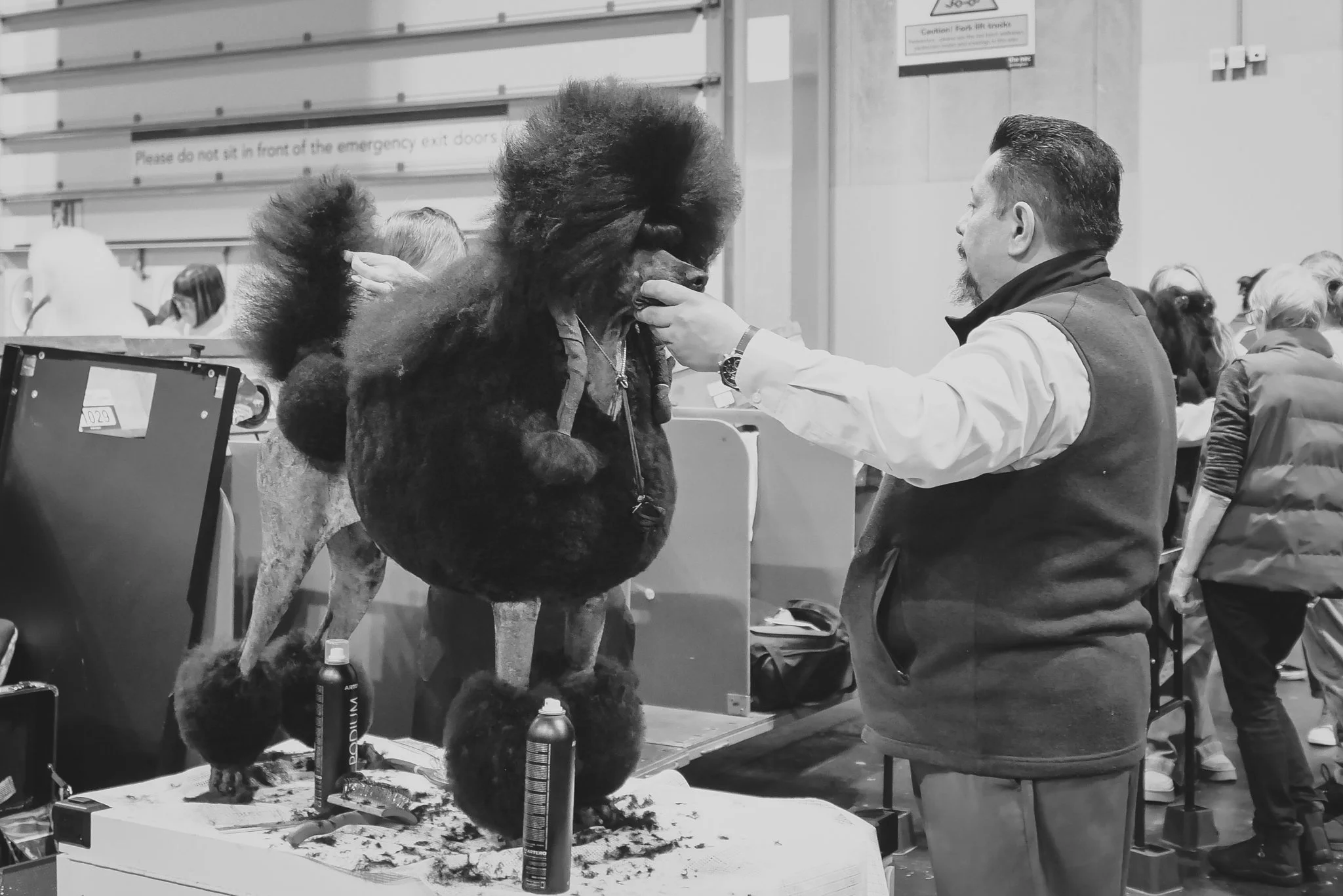 Crufts Day 2, Toy Dog, NEC Birmingham, Kennel Club -23.jpg