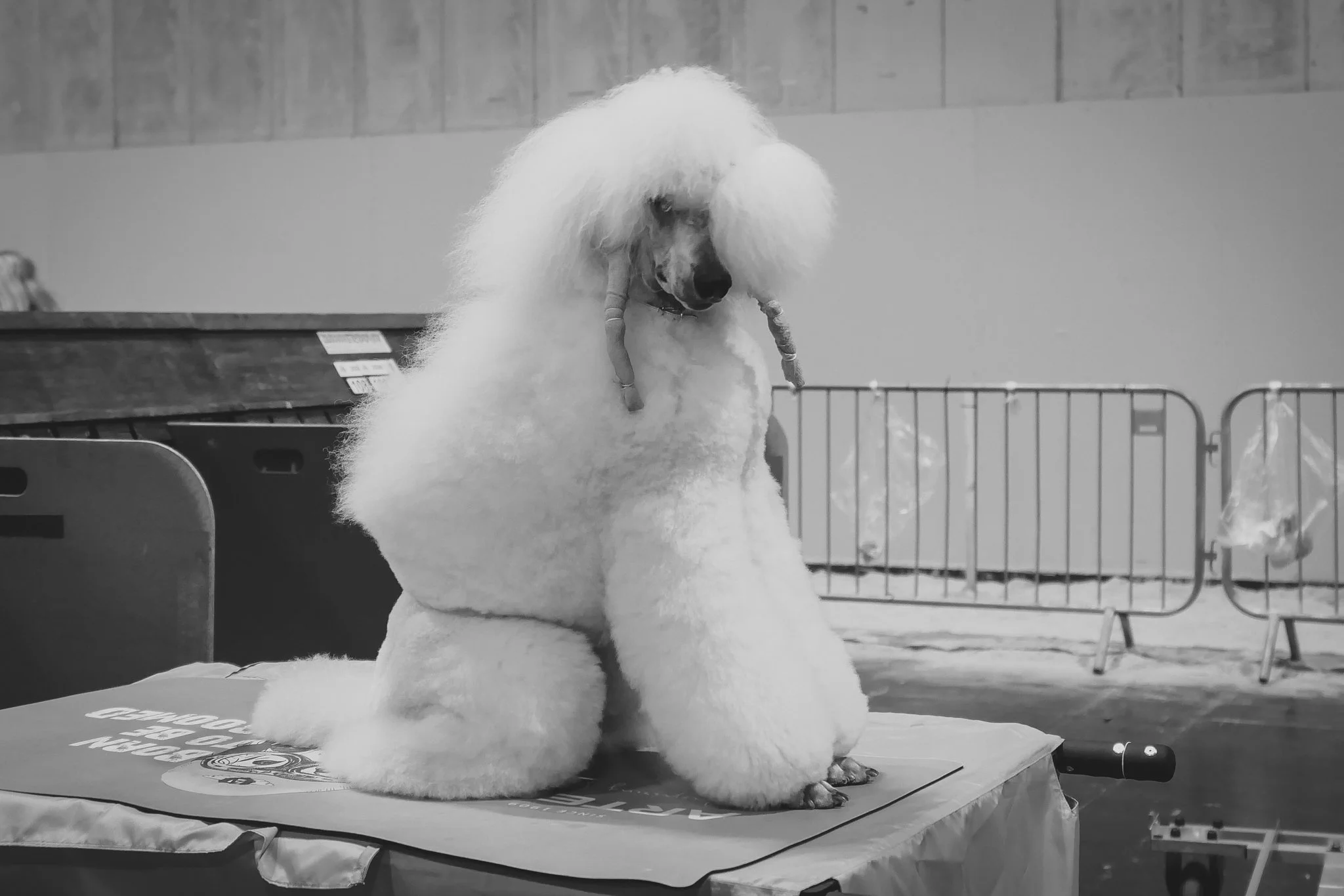 Crufts Day 2, Toy Dog, NEC Birmingham, Kennel Club -24.jpg