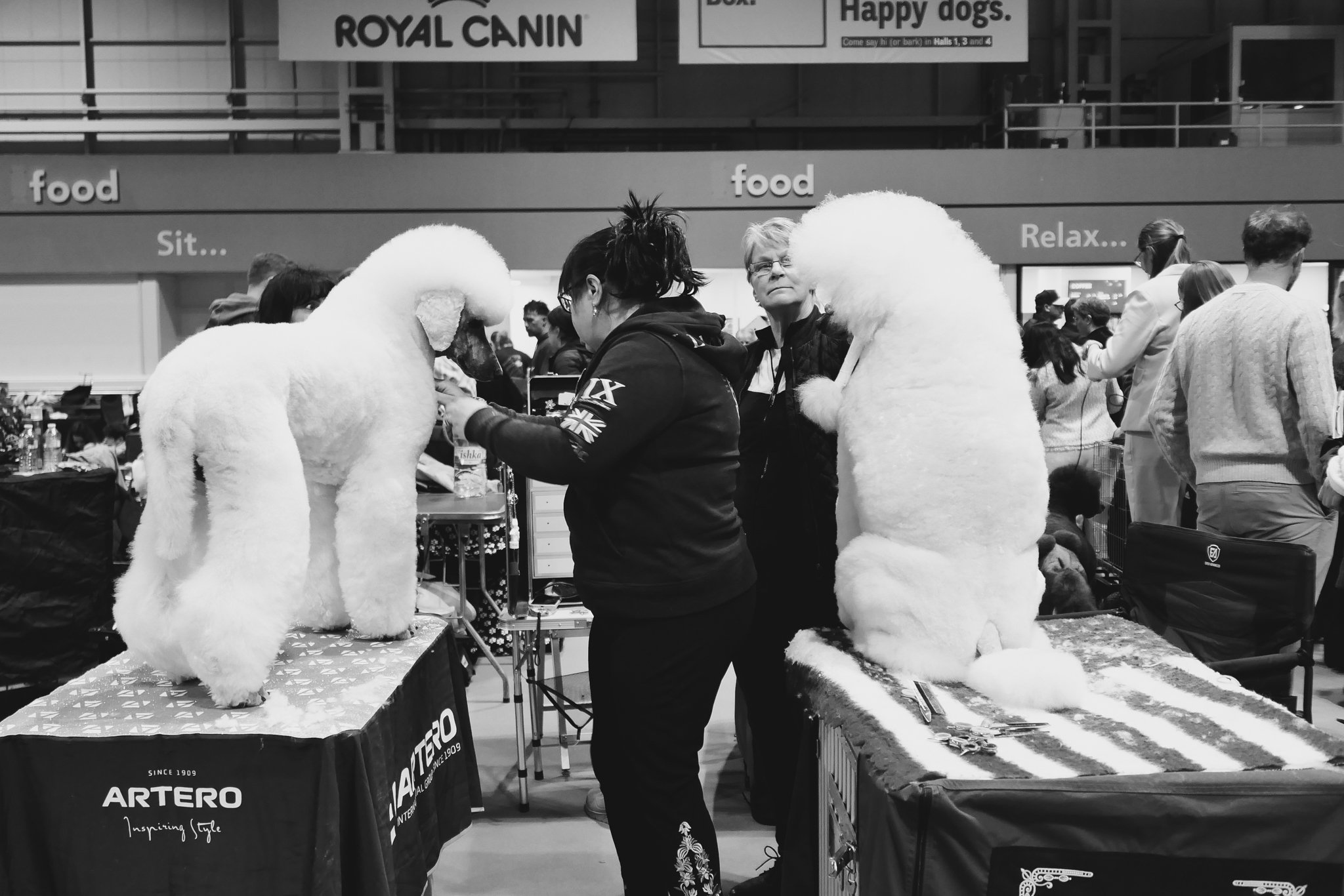 Crufts Day 2, Toy Dog, NEC Birmingham, Kennel Club -34.jpg