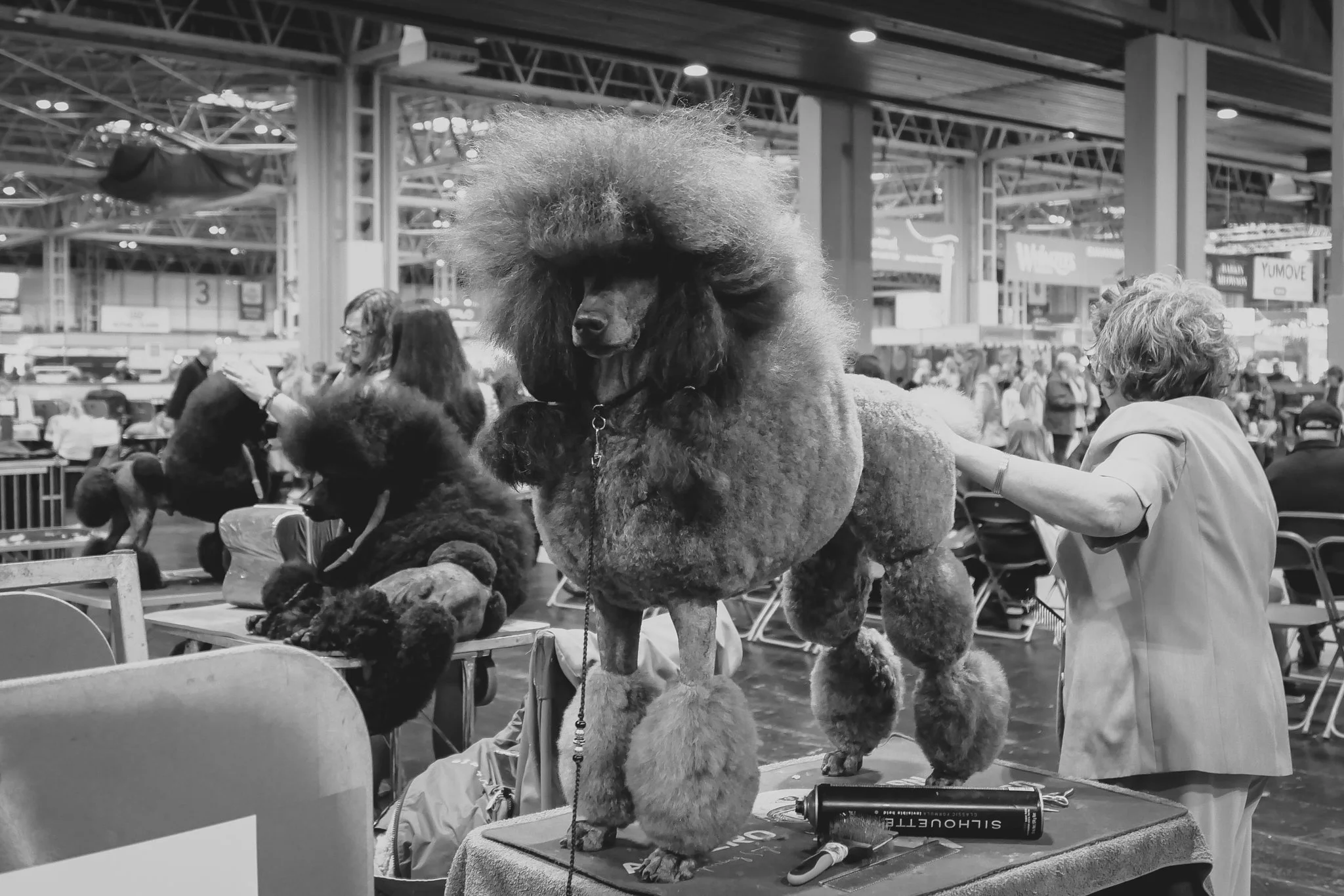 Crufts Day 2, Toy Dog, NEC Birmingham, Kennel Club -40.jpg