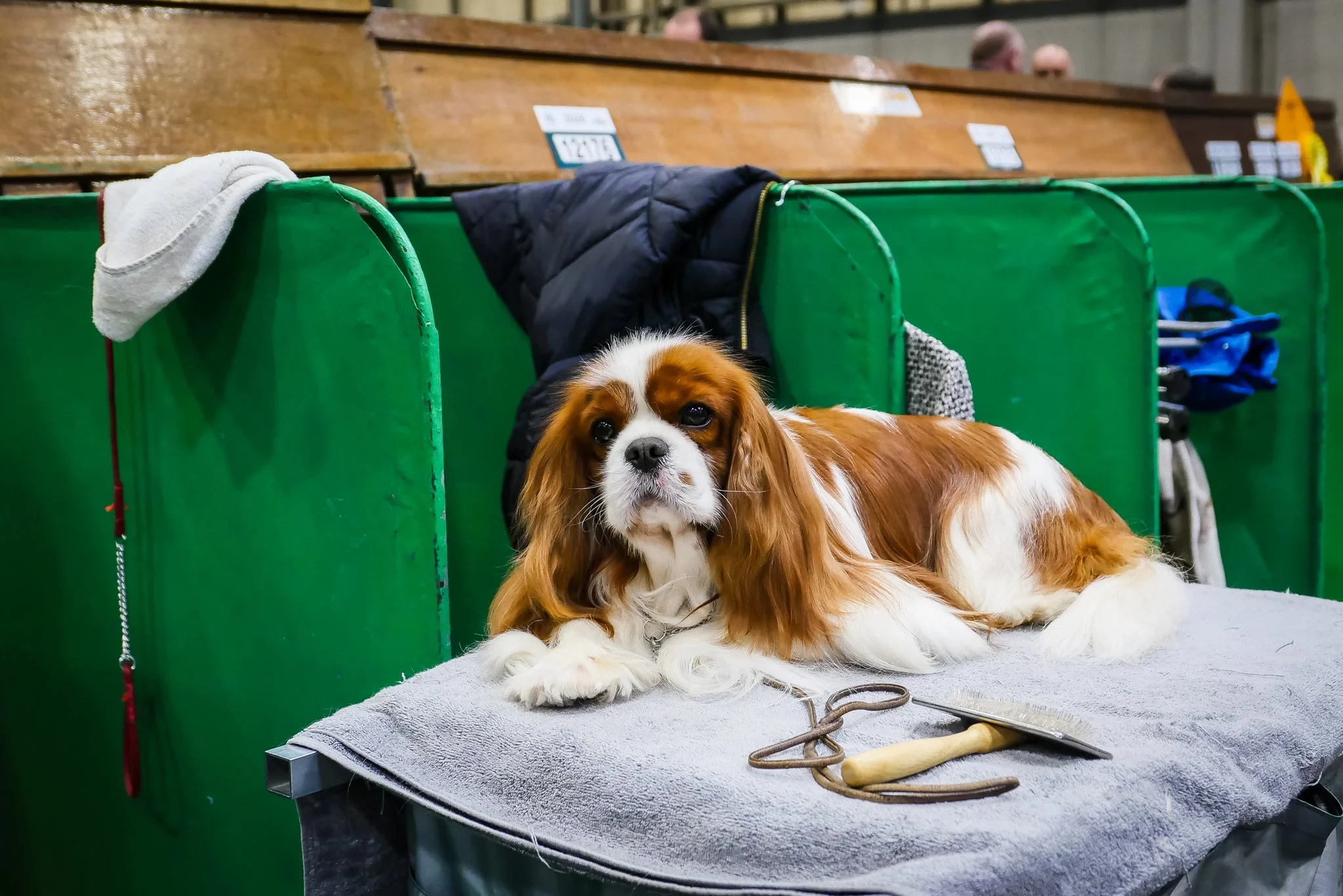 Crufts Day 2, Toy Dog, NEC Birmingham, Kennel Club -1-3.jpg
