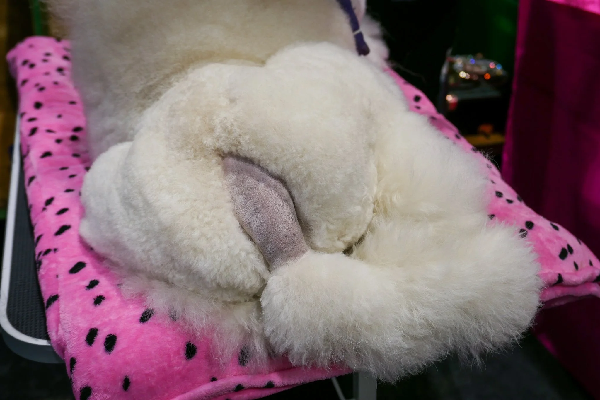 Crufts Day 2, Toy Dog, NEC Birmingham, Kennel Club -27.jpg