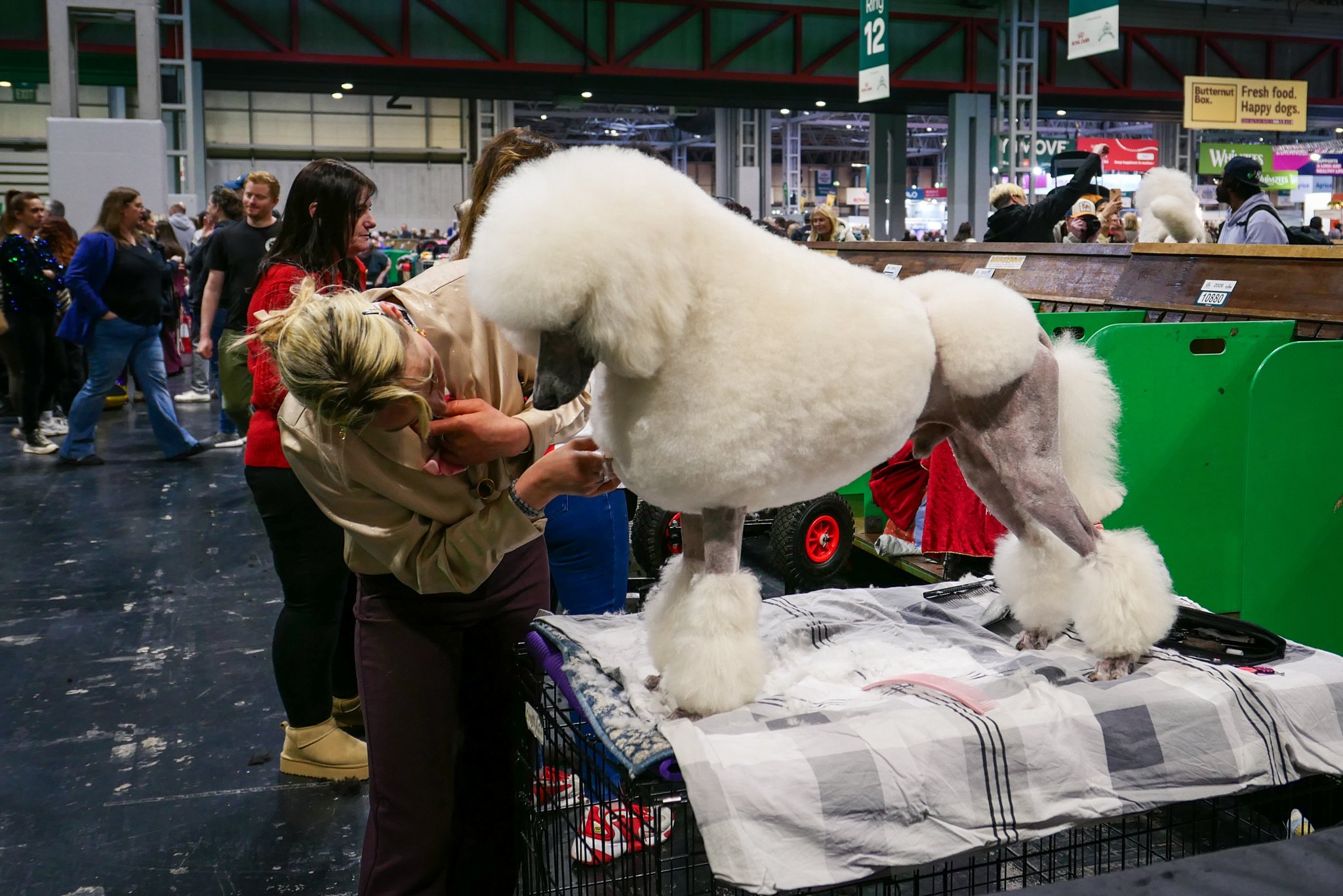 Crufts Day 2, Toy Dog, NEC Birmingham, Kennel Club -29.jpg