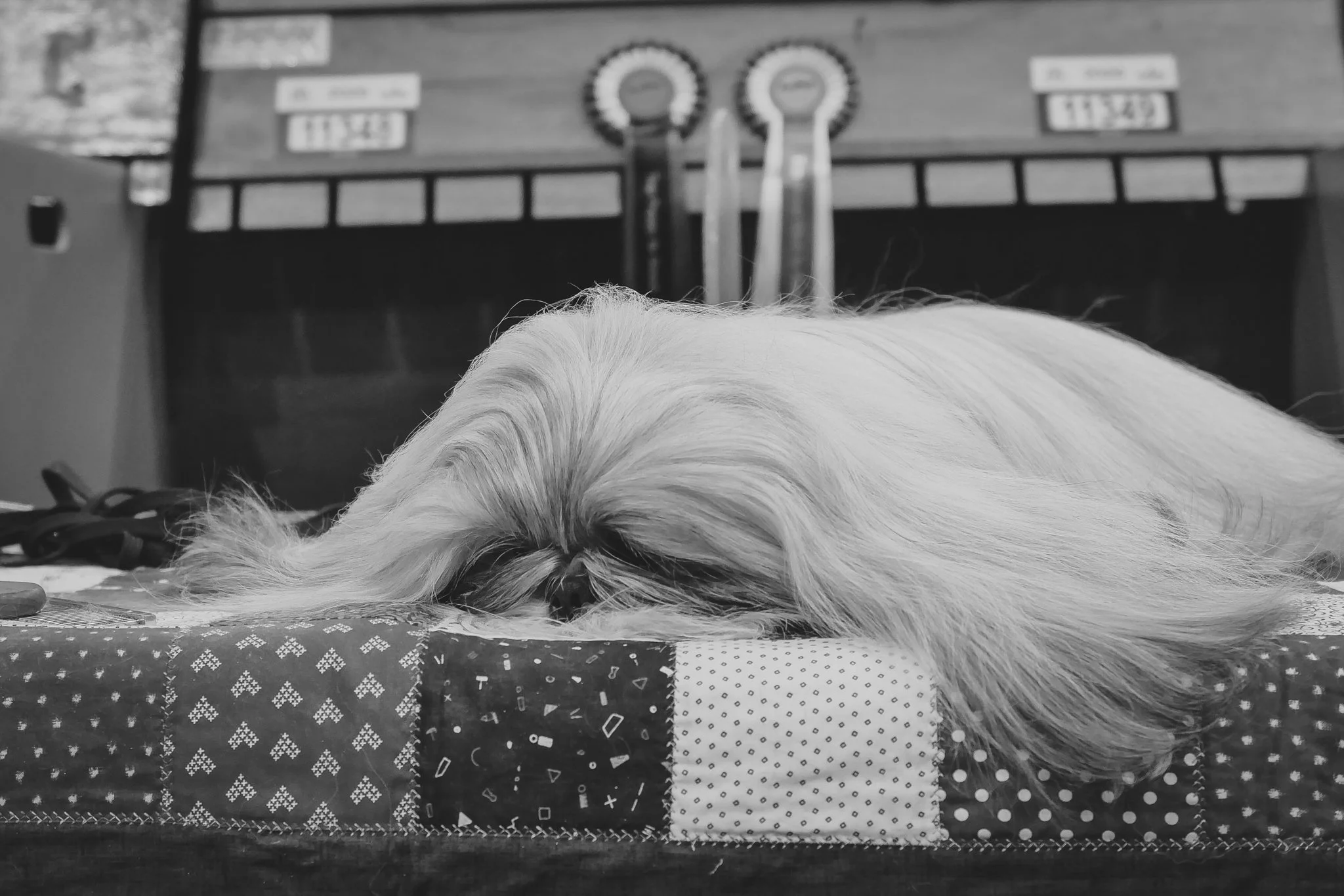 Crufts Day 2, Toy Dog, NEC Birmingham, Kennel Club -43.jpg