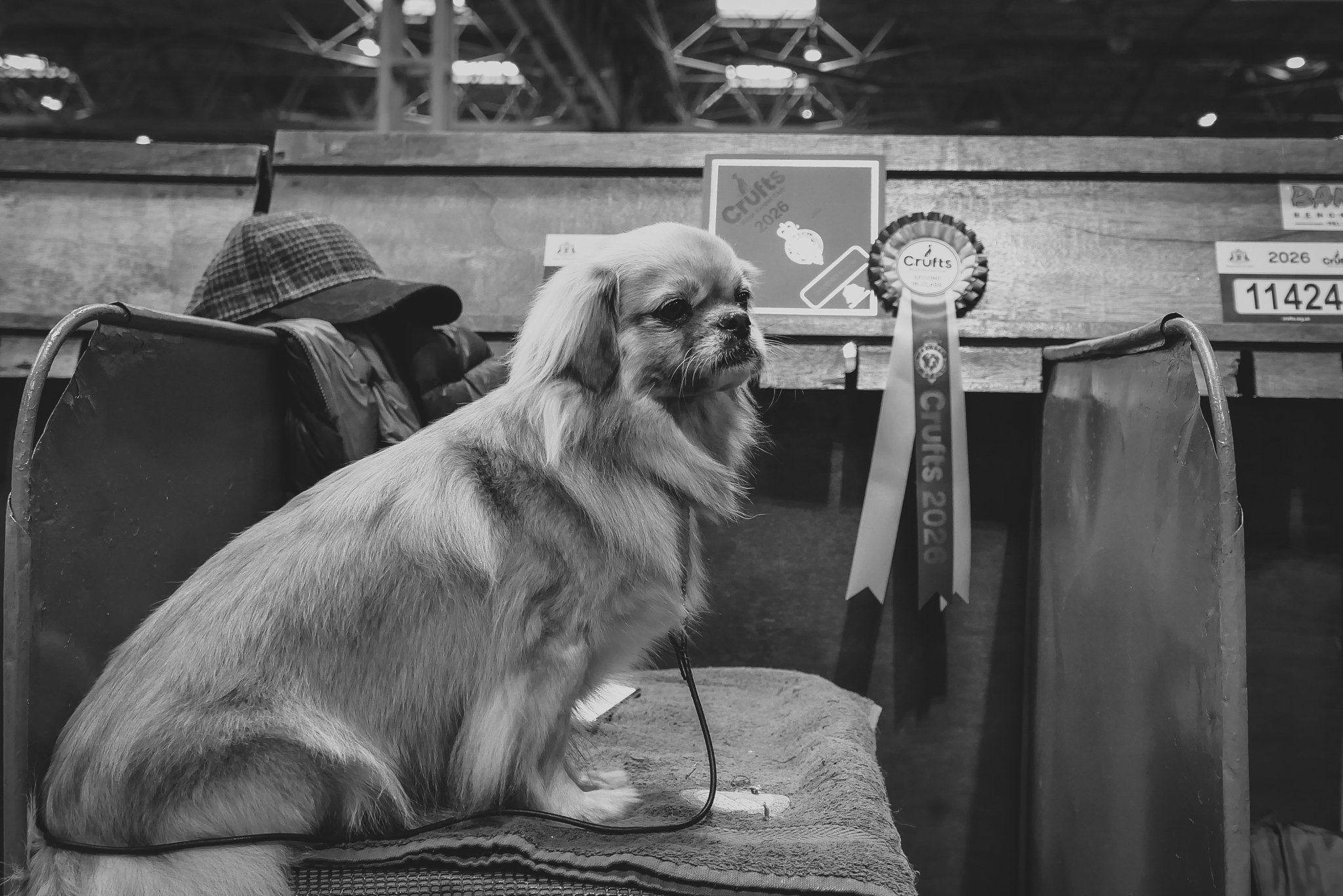 Crufts Day 2, Toy Dog, NEC Birmingham, Kennel Club -58.jpg