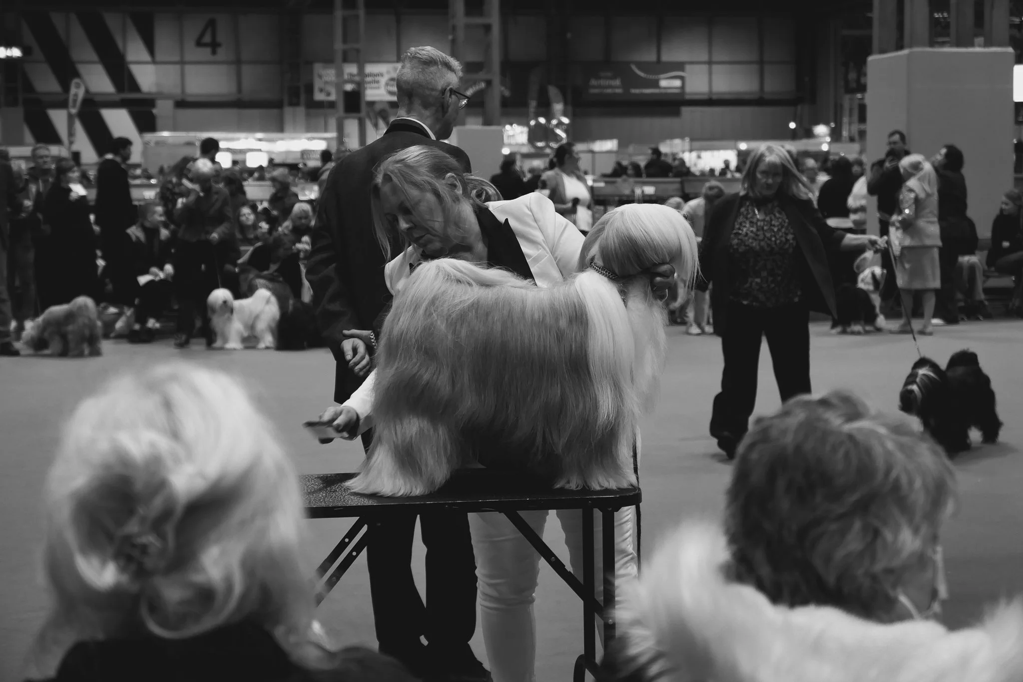 Crufts Day 2, Toy Dog, NEC Birmingham, Kennel Club -62.jpg