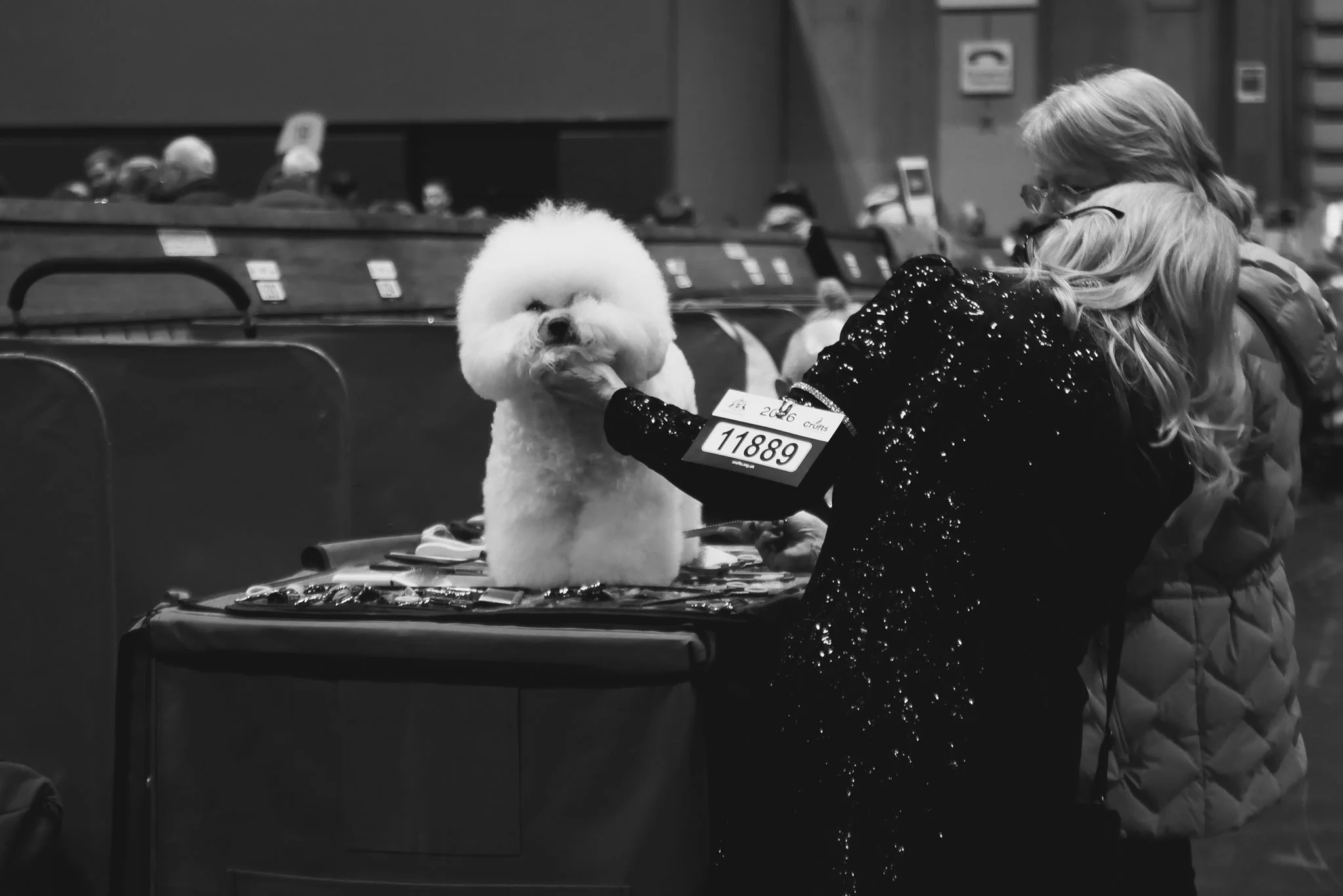 Crufts Day 2, Toy Dog, NEC Birmingham, Kennel Club -75.jpg
