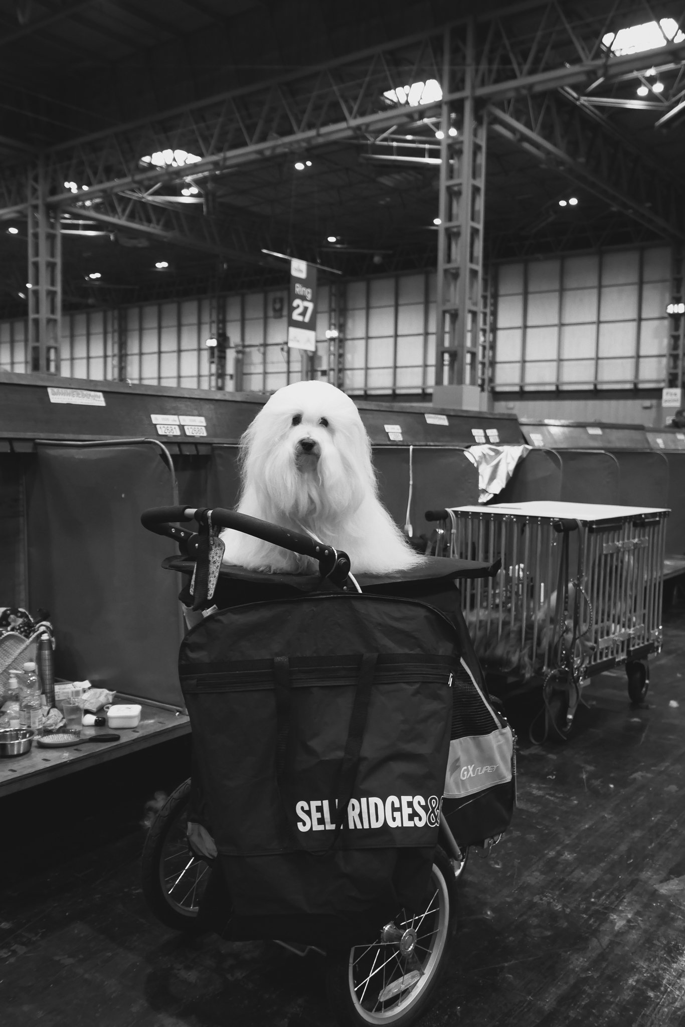Crufts Day 2, Toy Dog, NEC Birmingham, Kennel Club -1-2.jpg
