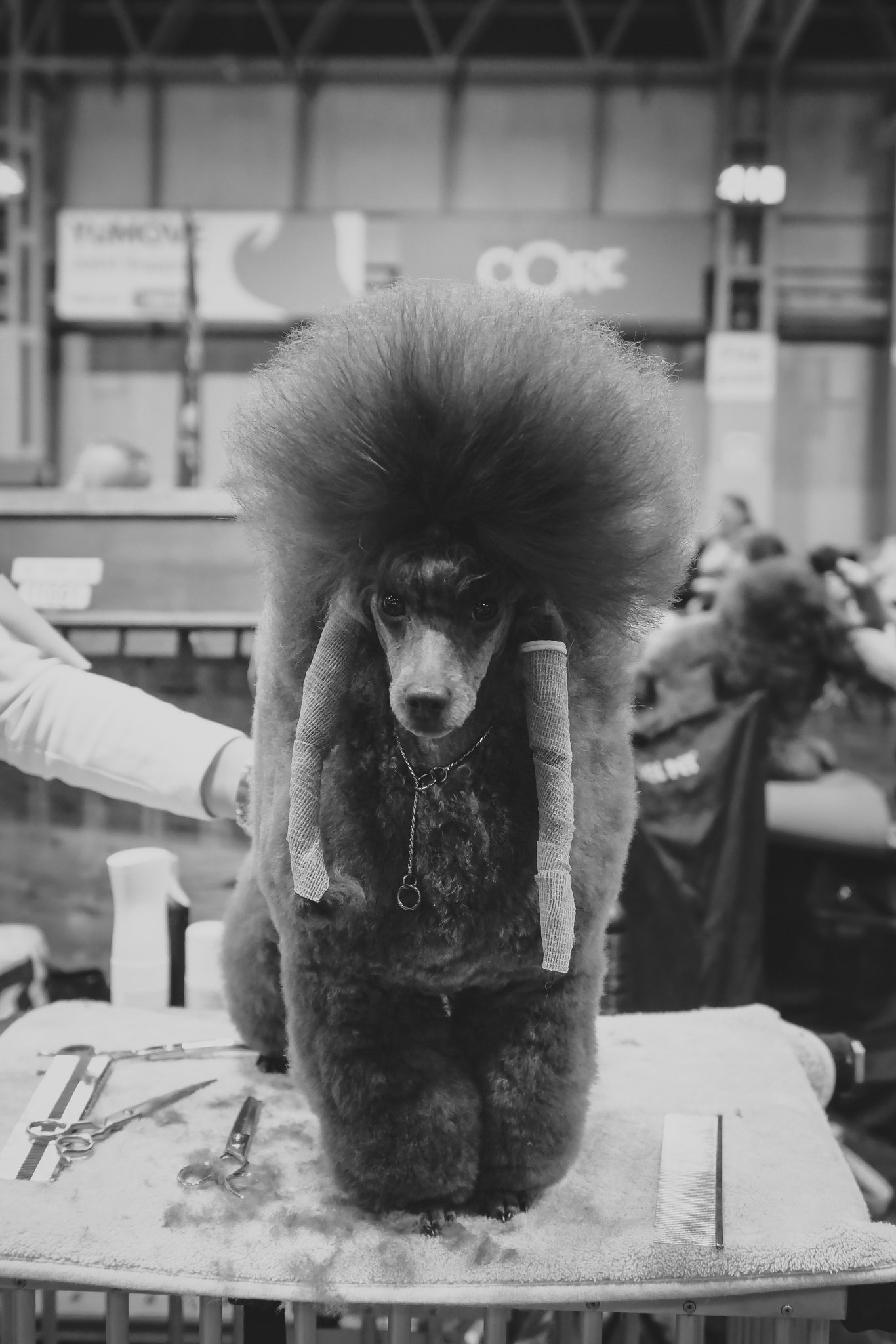 Crufts Day 2, Toy Dog, NEC Birmingham, Kennel Club -5.jpg