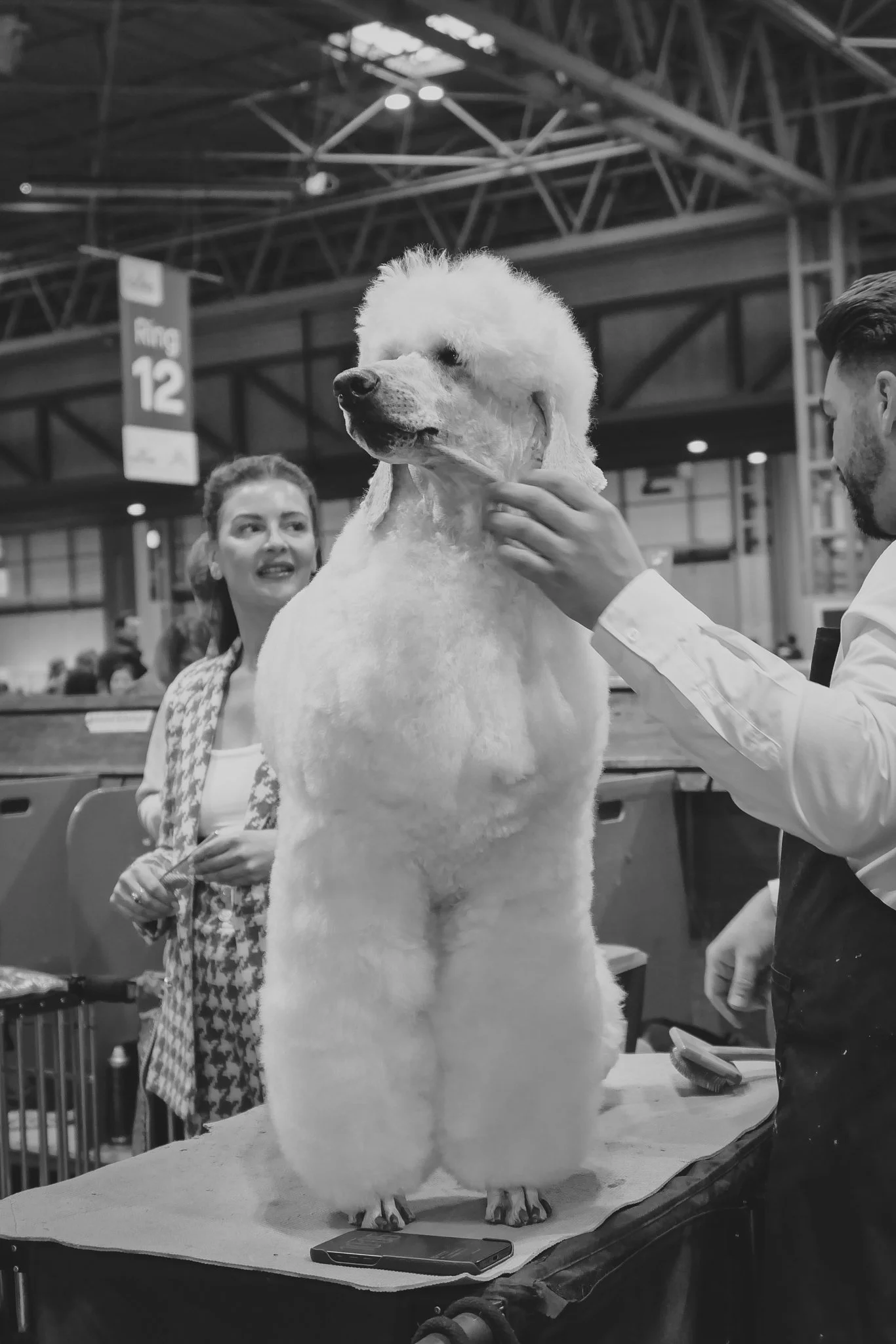Crufts Day 2, Toy Dog, NEC Birmingham, Kennel Club -13.jpg