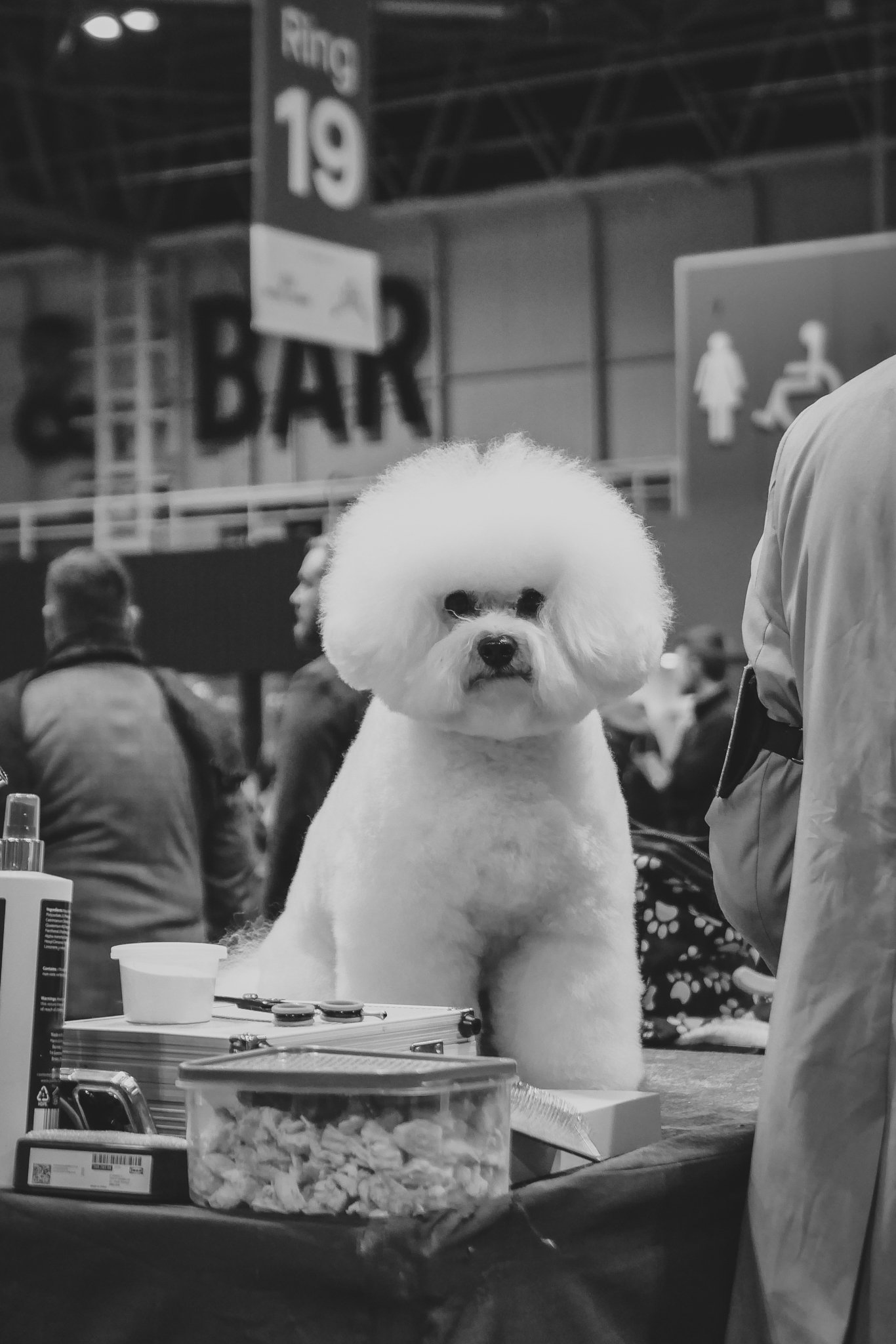 Crufts Day 2, Toy Dog, NEC Birmingham, Kennel Club -76.jpg