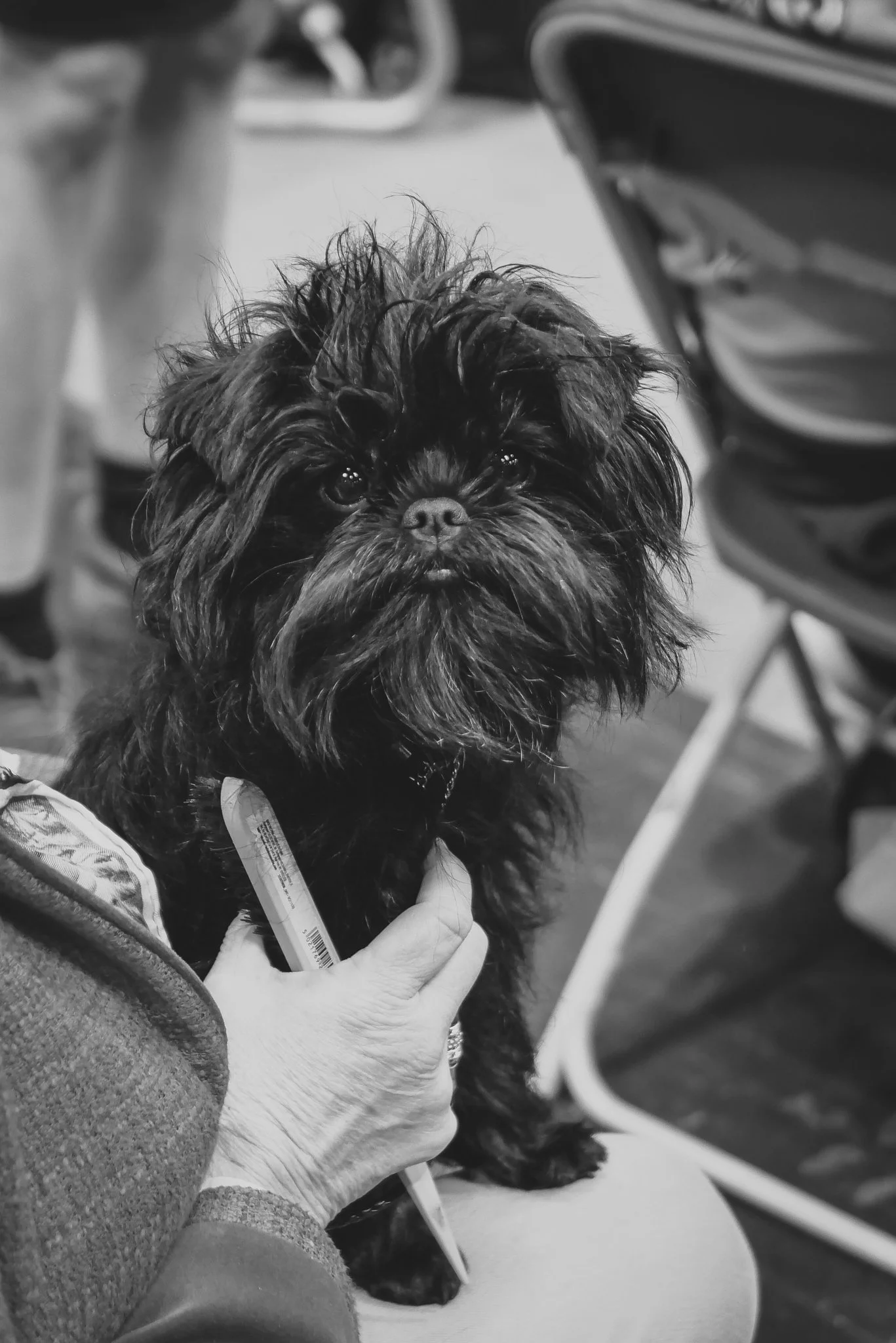 Crufts Day 2, Toy Dog, NEC Birmingham, Kennel Club -89.jpg