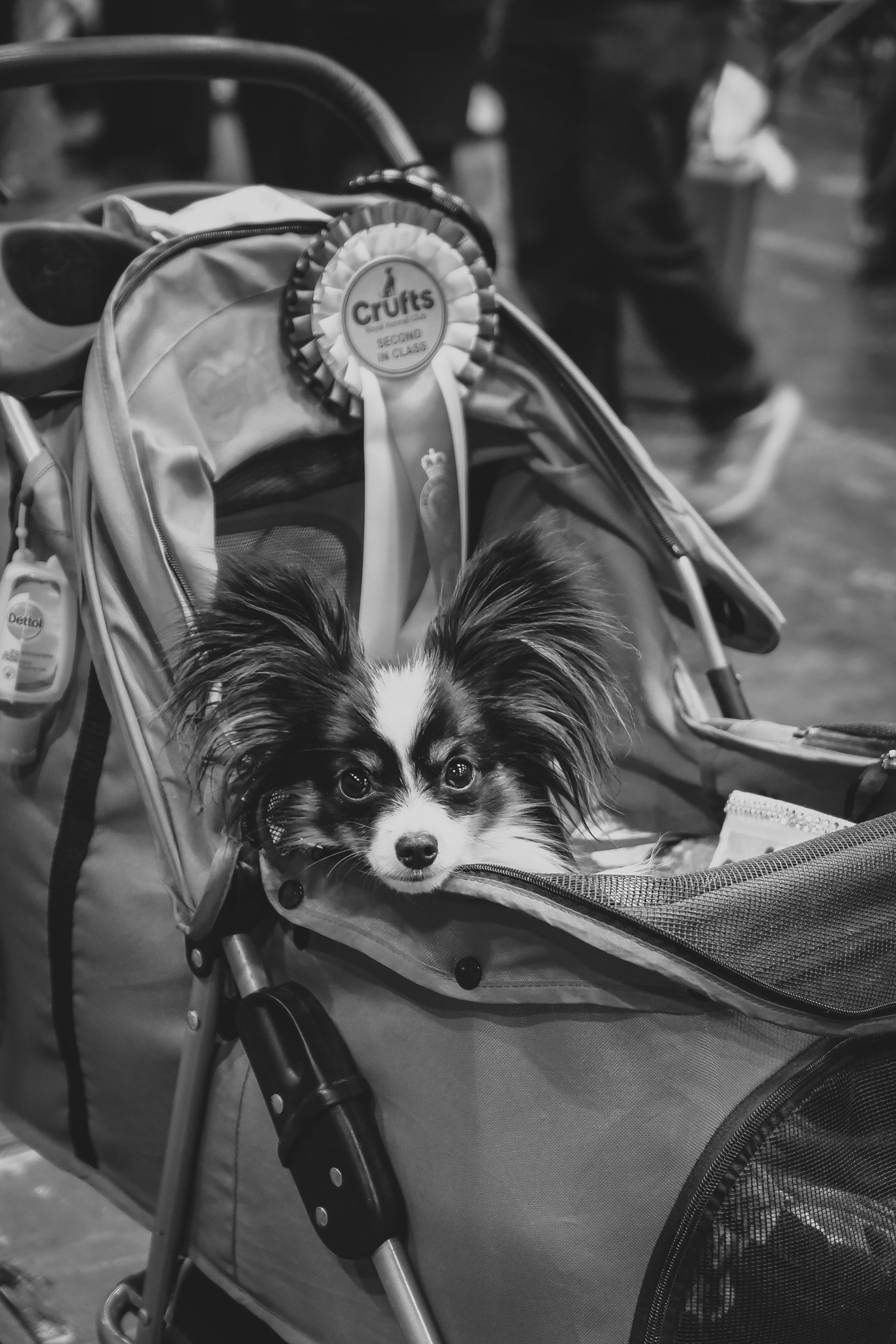 Crufts Day 2, Toy Dog, NEC Birmingham, Kennel Club -98.jpg