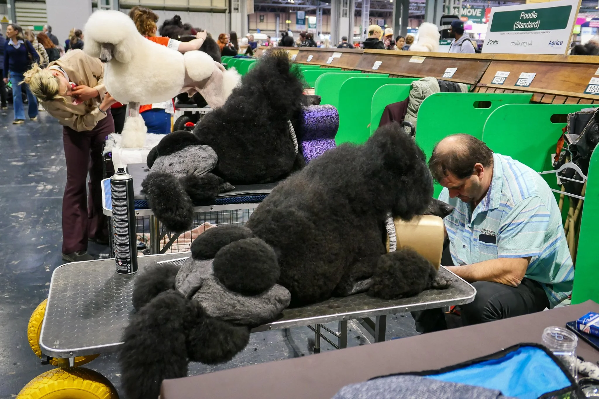 Crufts Day 2, Toy Dog, NEC Birmingham, Kennel Club -28.jpg