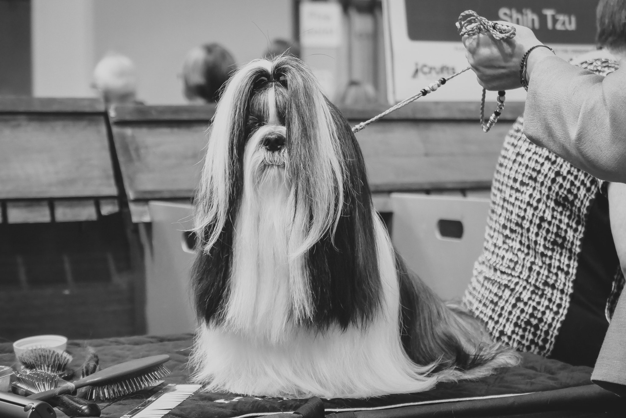 Crufts Day 2, Toy Dog, NEC Birmingham, Kennel Club -41.jpg