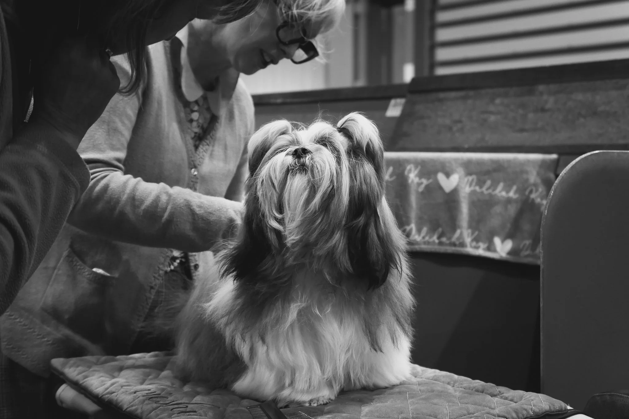 Crufts Day 2, Toy Dog, NEC Birmingham, Kennel Club -44.jpg