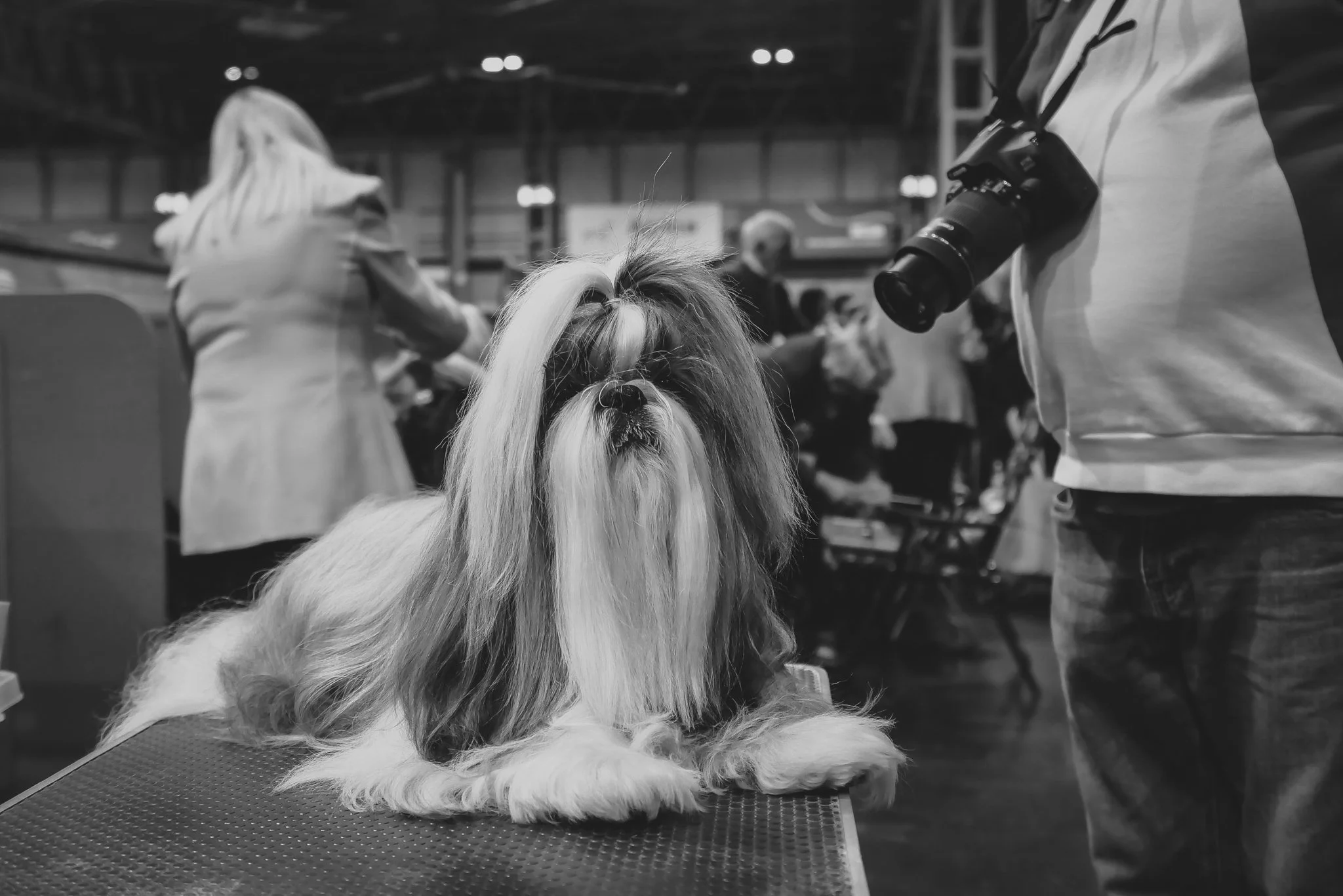 Crufts Day 2, Toy Dog, NEC Birmingham, Kennel Club -46.jpg