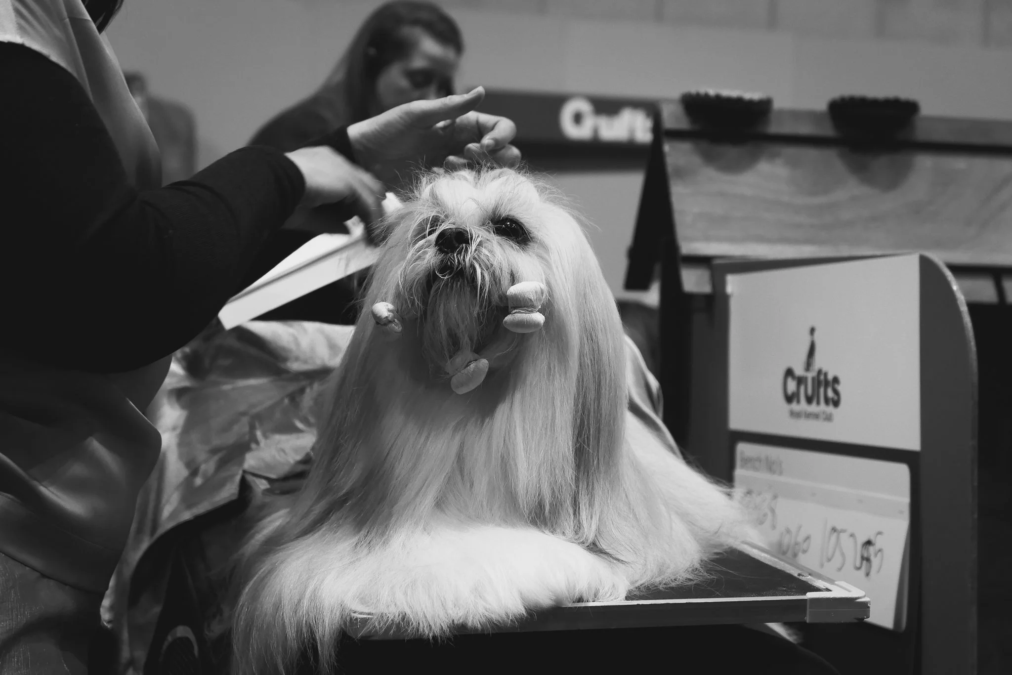 Crufts Day 2, Toy Dog, NEC Birmingham, Kennel Club -47.jpg