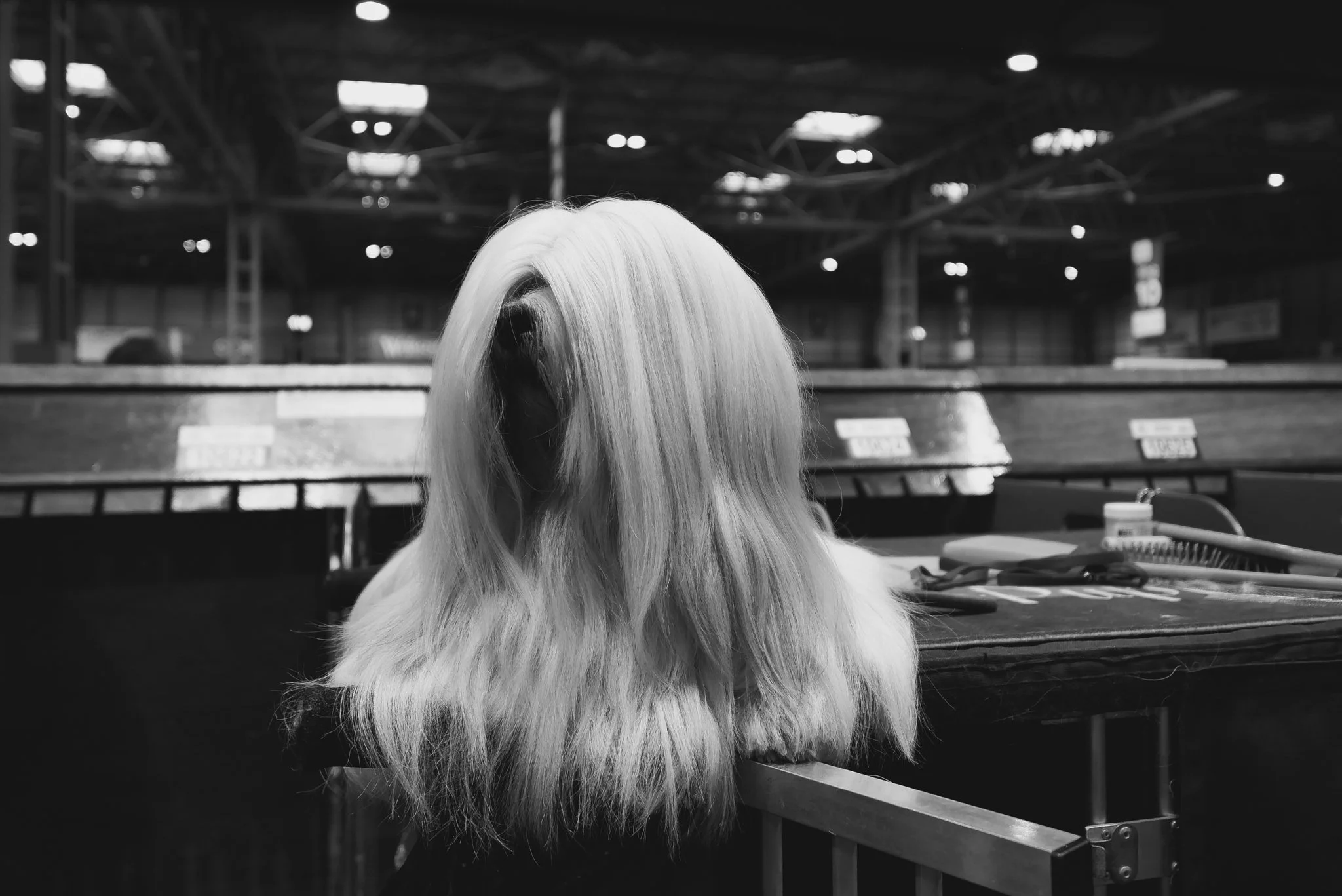 Crufts Day 2, Toy Dog, NEC Birmingham, Kennel Club -52.jpg