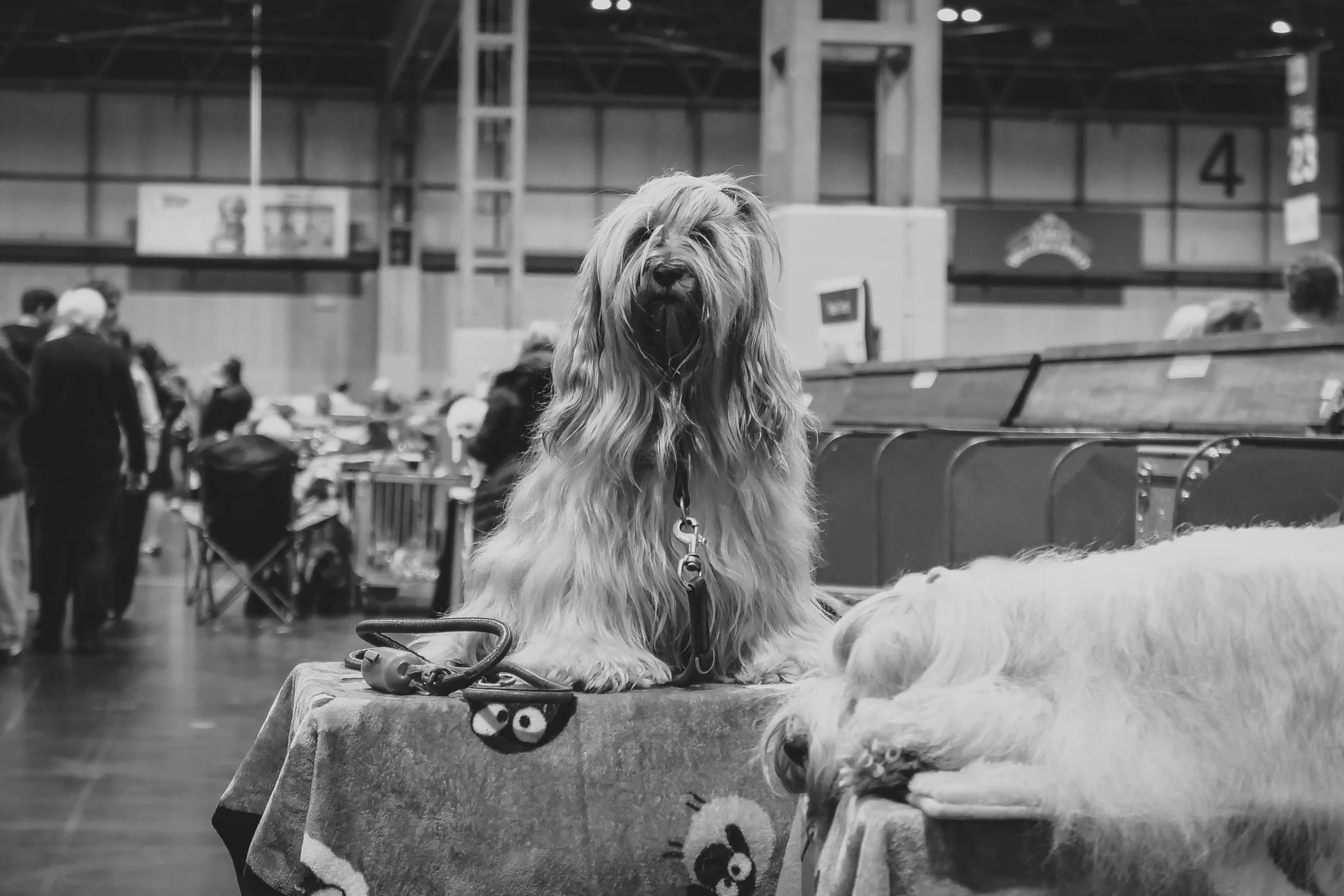 Crufts Day 2, Toy Dog, NEC Birmingham, Kennel Club -65.jpg