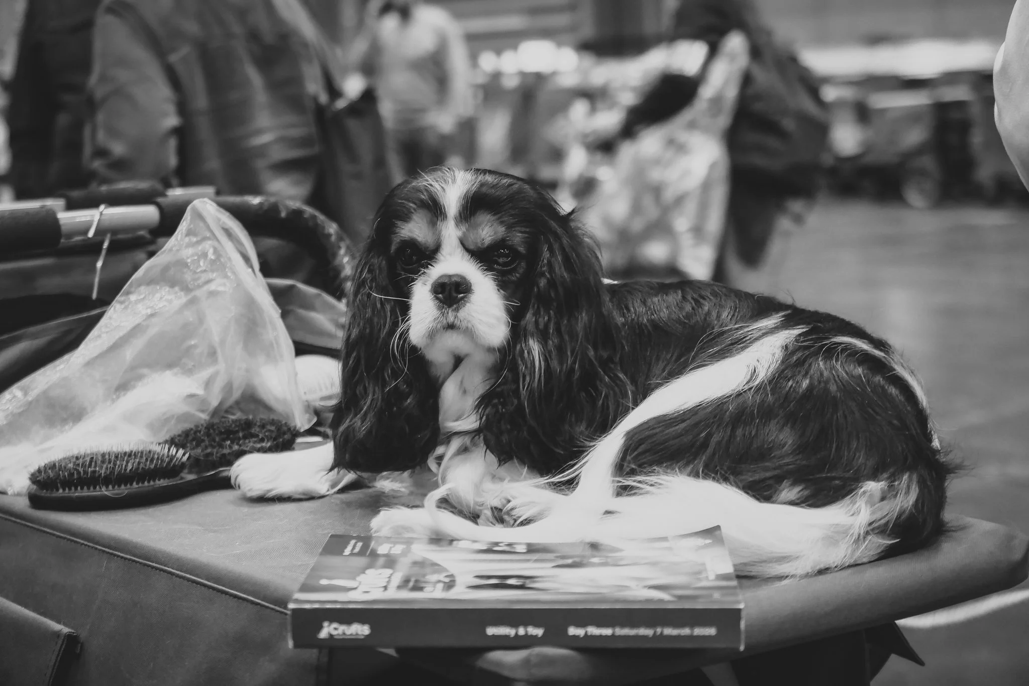 Crufts Day 2, Toy Dog, NEC Birmingham, Kennel Club -91.jpg