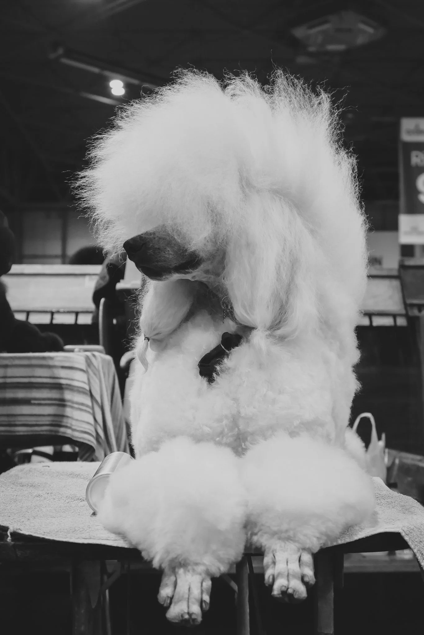 Crufts Day 2, Toy Dog, NEC Birmingham, Kennel Club -17.jpg
