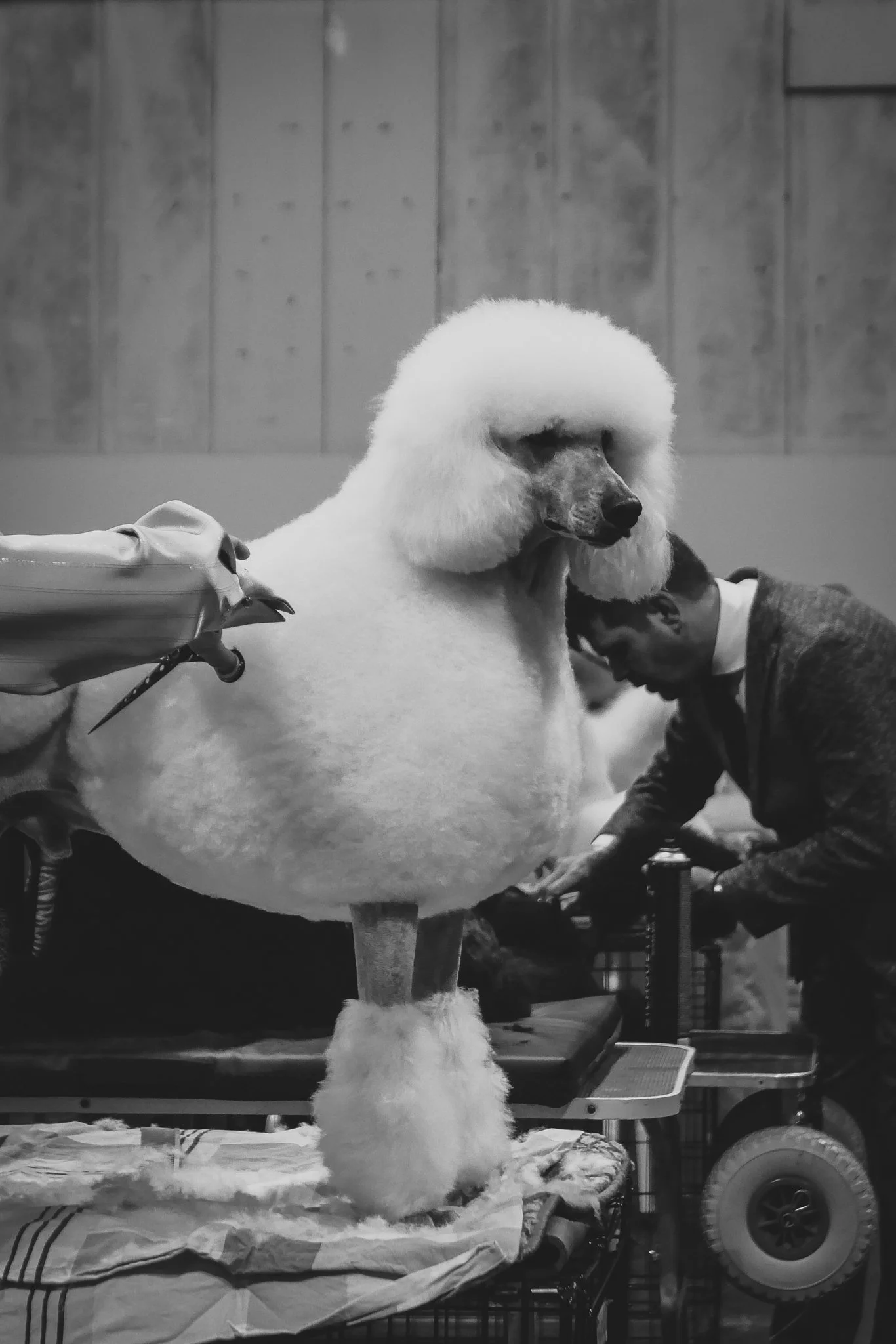 Crufts Day 2, Toy Dog, NEC Birmingham, Kennel Club -36.jpg
