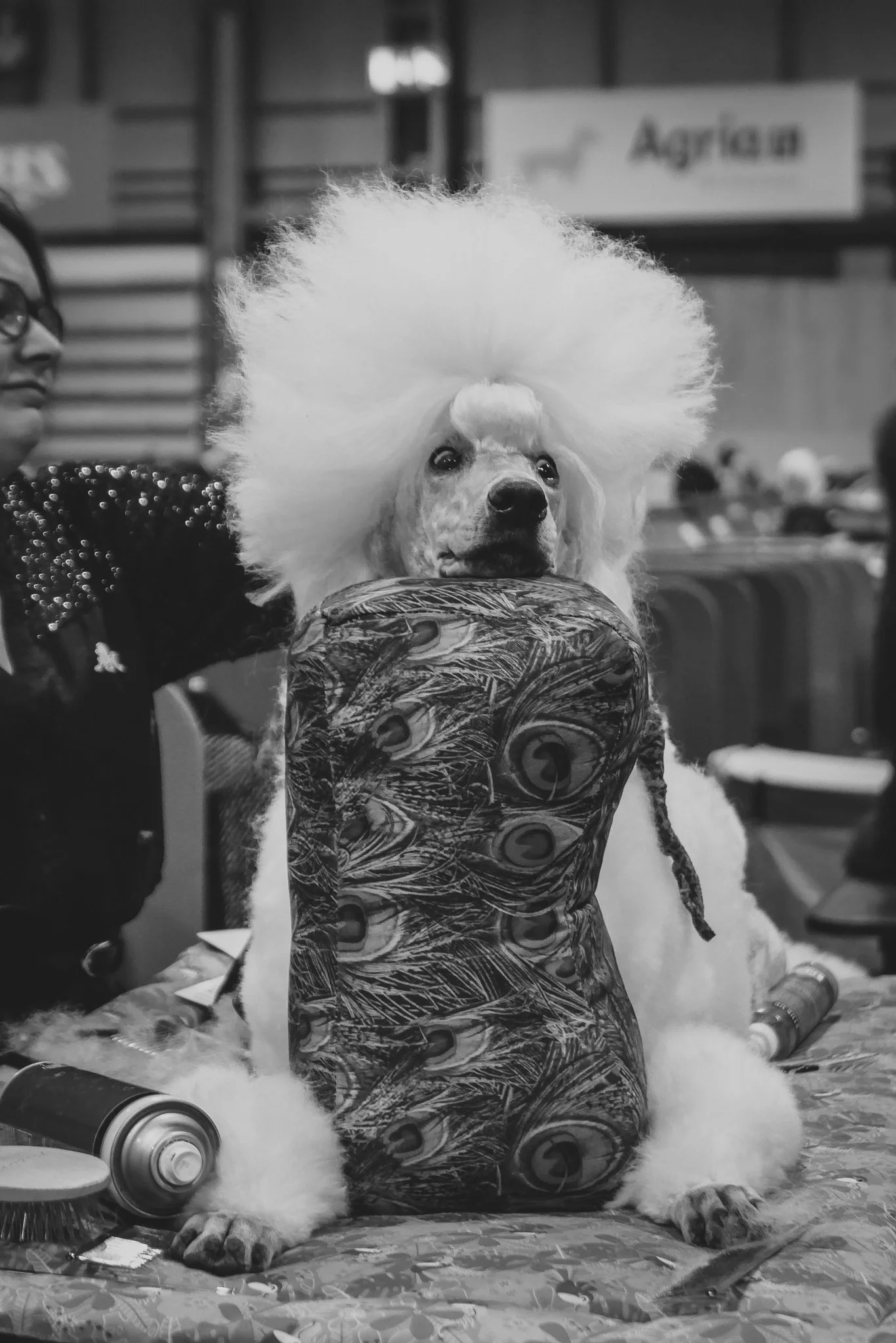 Crufts Day 2, Toy Dog, NEC Birmingham, Kennel Club -39.jpg