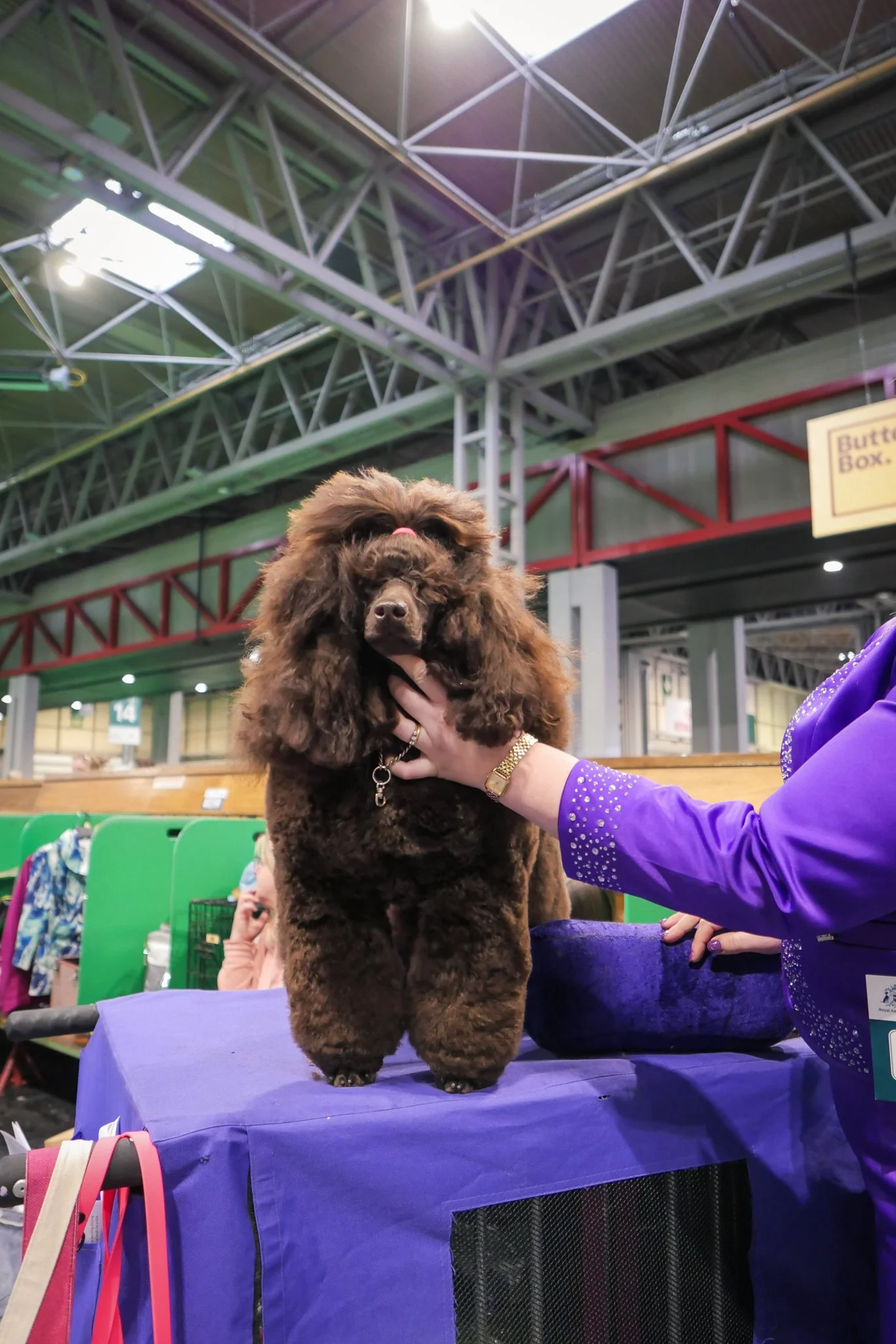 Crufts Day 2, Toy Dog, NEC Birmingham, Kennel Club -8.jpg